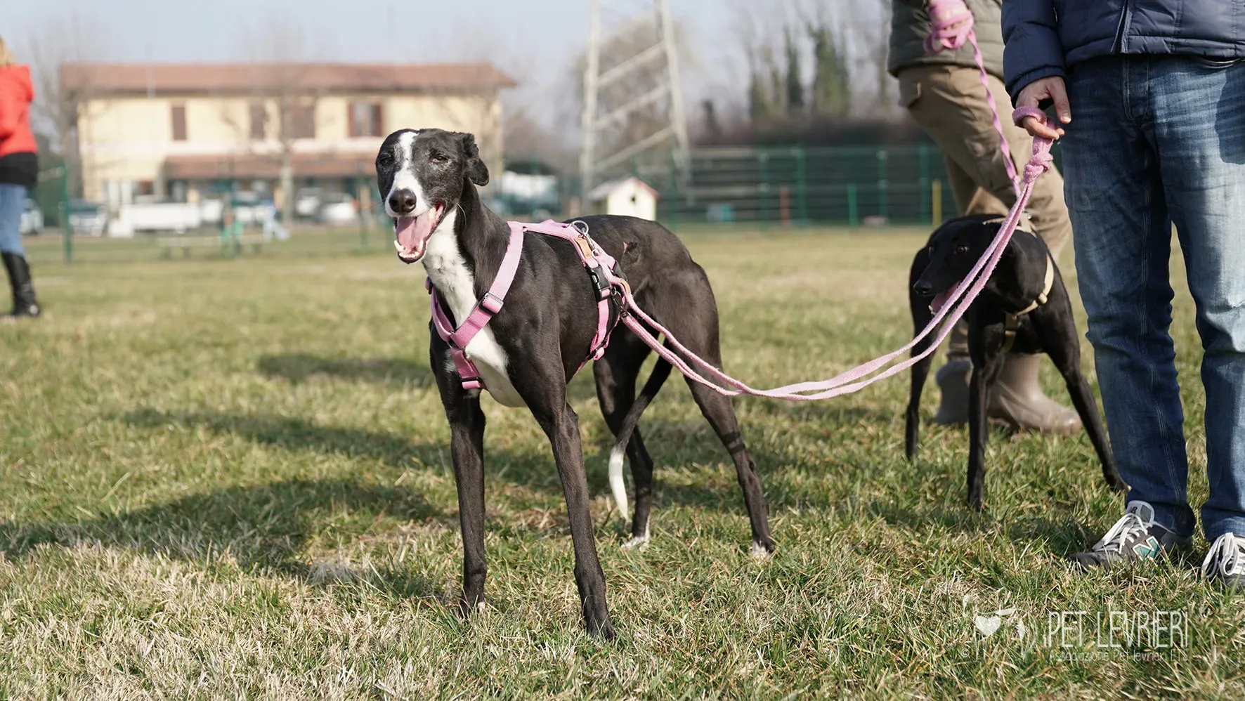 Marea galgo femmina adozione galgo arrivo 17febbraio 24 142