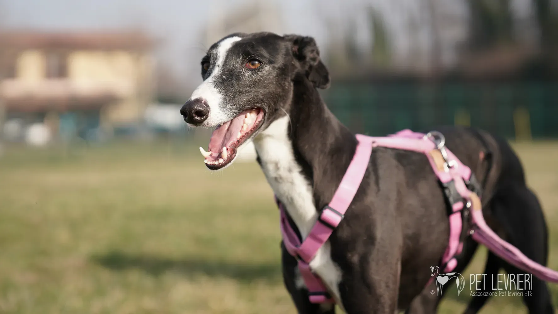 Marea galgo femmina adozione galgo arrivo 17febbraio 24 144