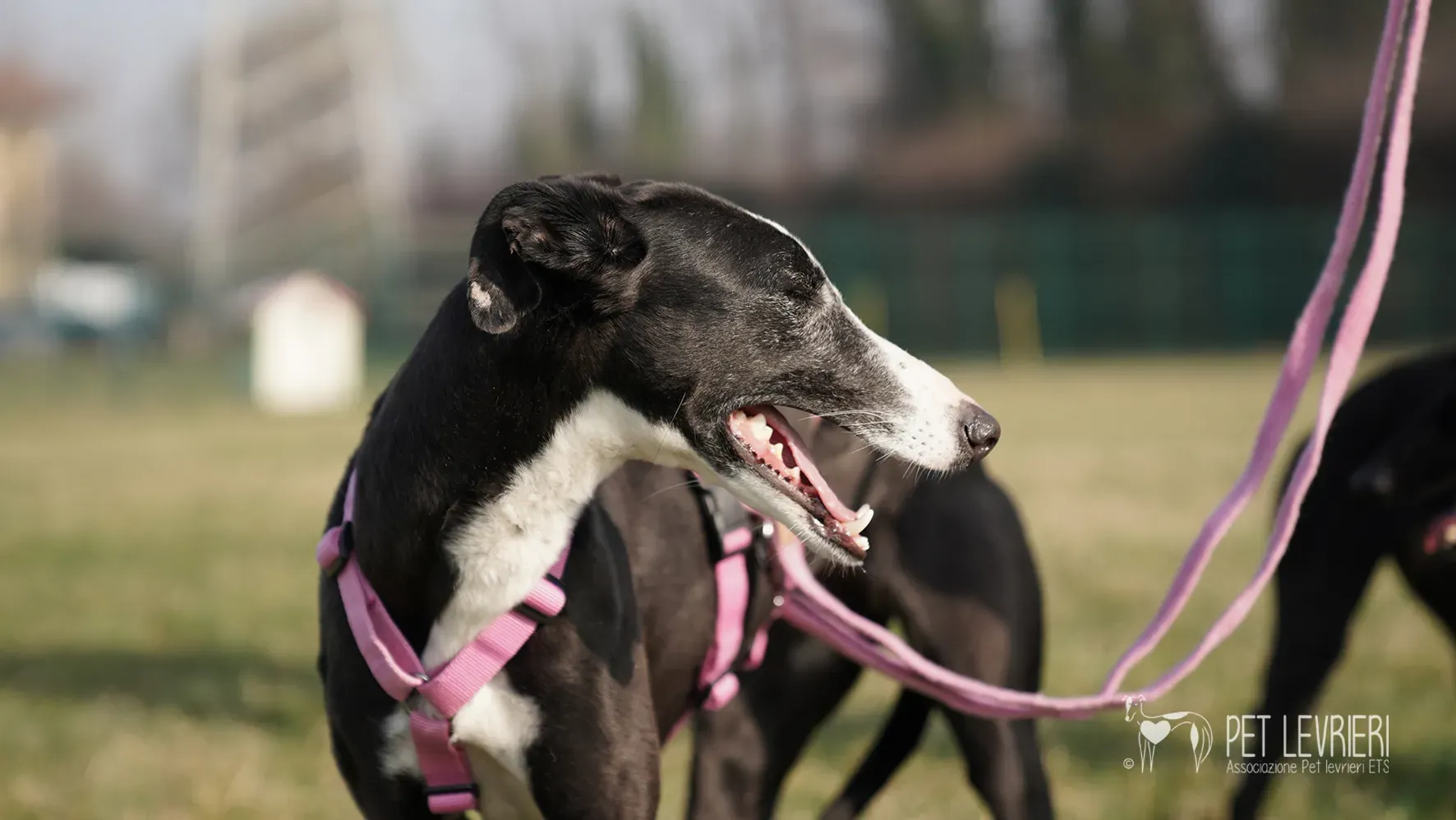 Marea galgo femmina adozione galgo arrivo 17febbraio 24 145