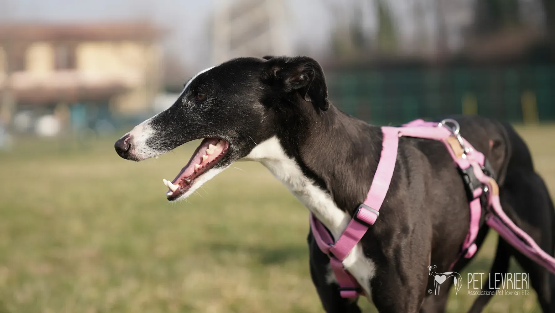 Marea galgo femmina adozione galgo arrivo 17febbraio 24 146