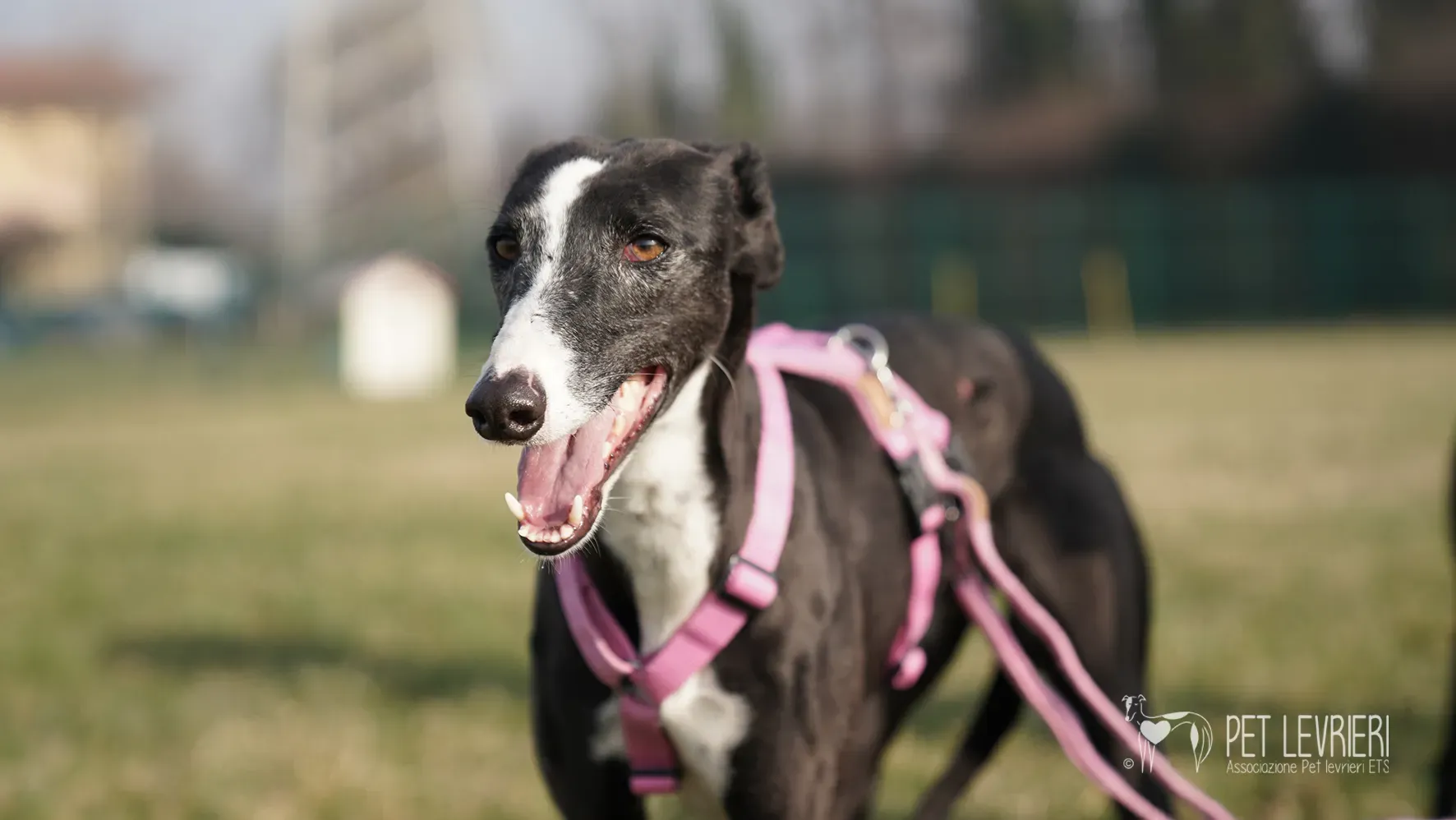 Marea galgo femmina adozione galgo arrivo 17febbraio 24 148