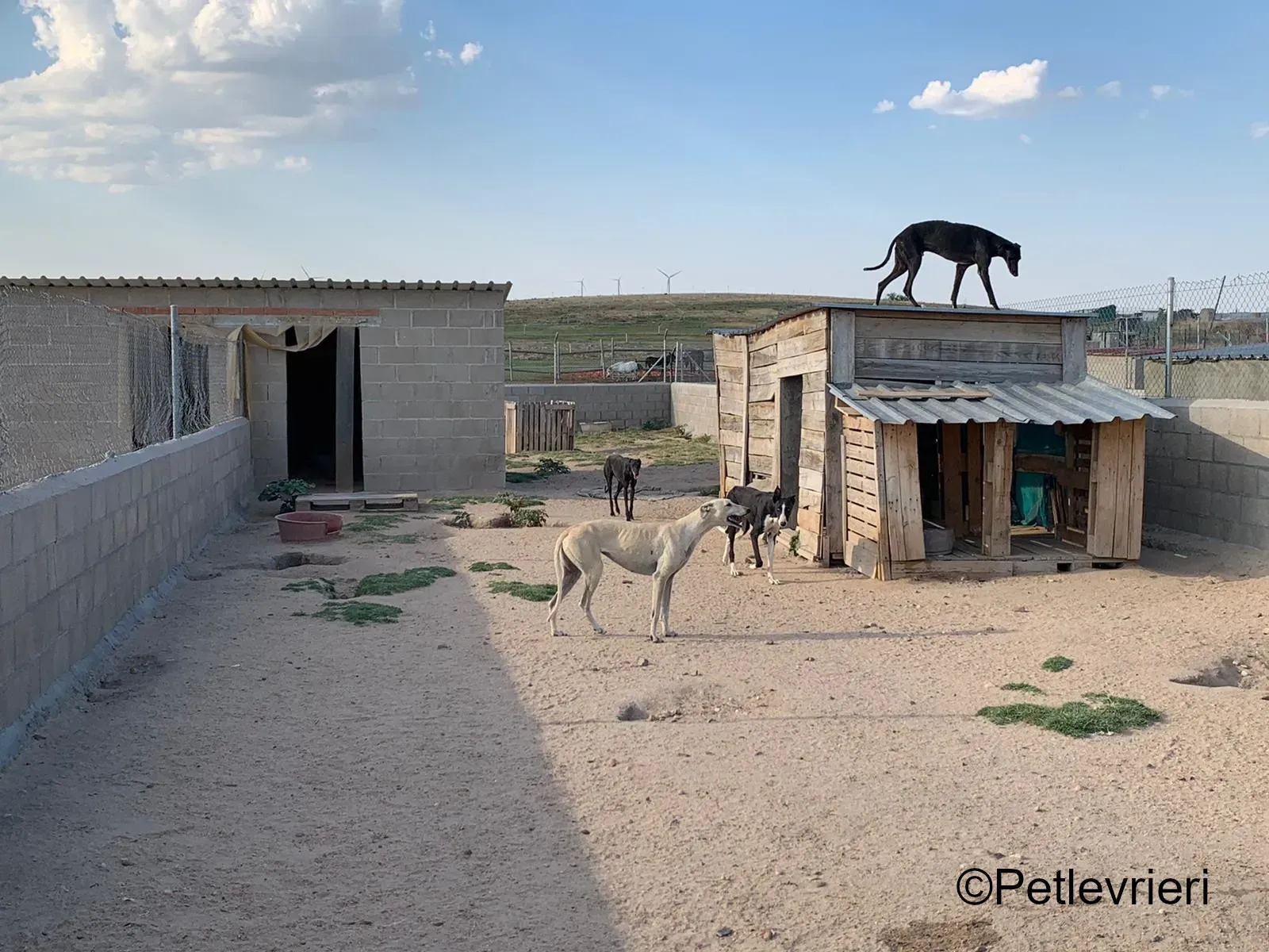 Marengo.adozione levrieri galgo 01