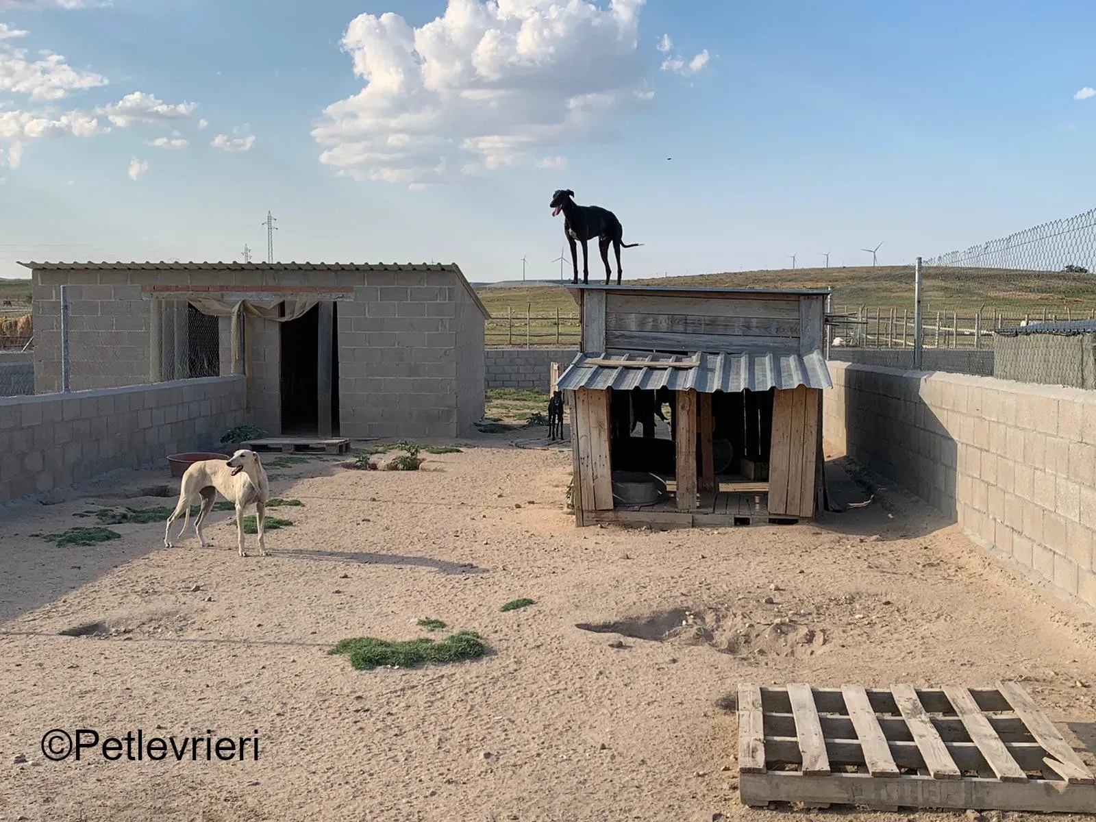 Marengo.adozione levrieri galgo 02