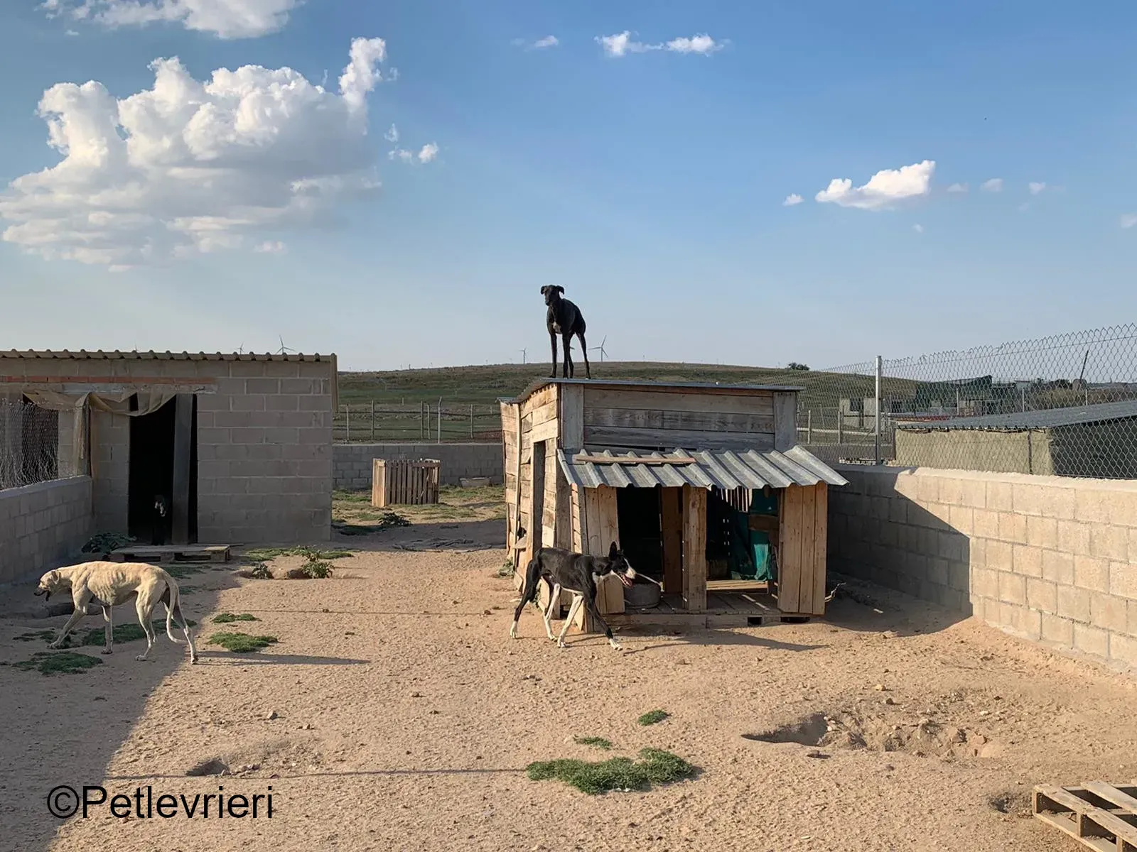 Marengo.adozione levrieri galgo 03