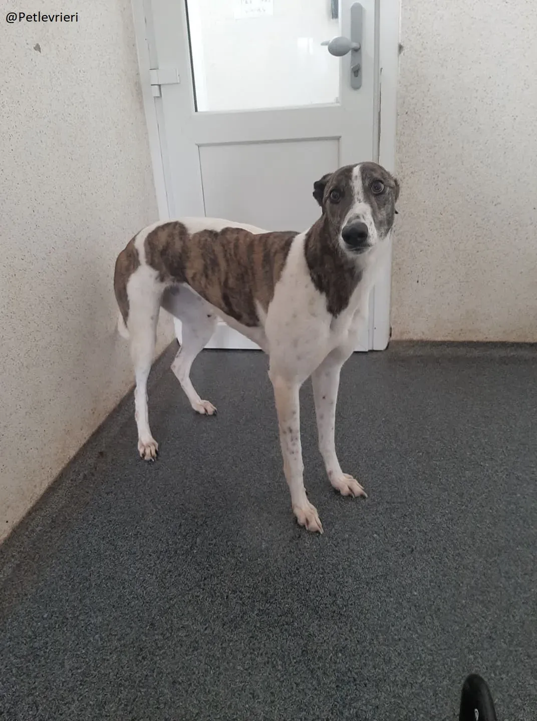 Margot Greyhound Adozione levrieri 1