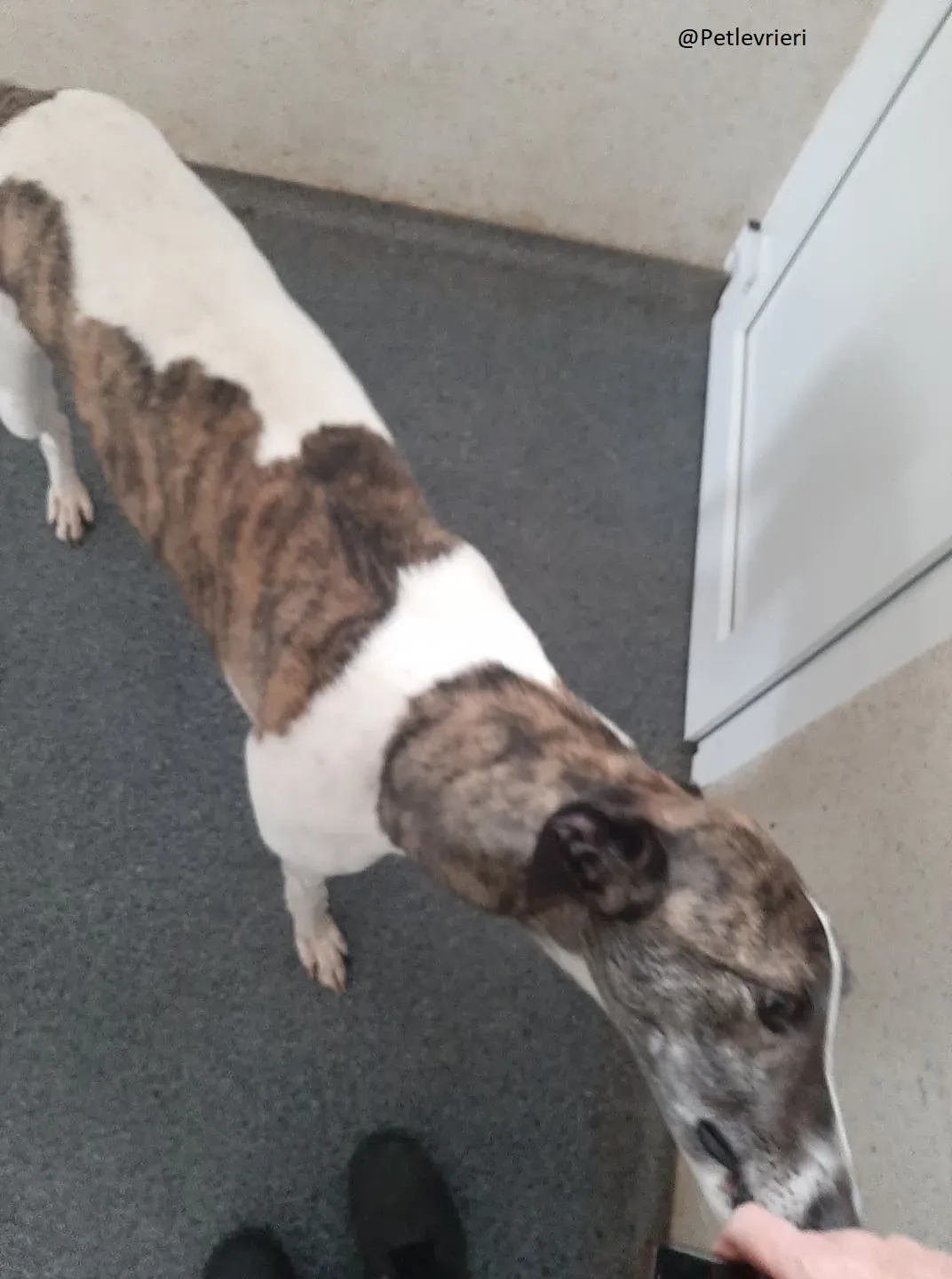 Margot Greyhound Adozione levrieri 10