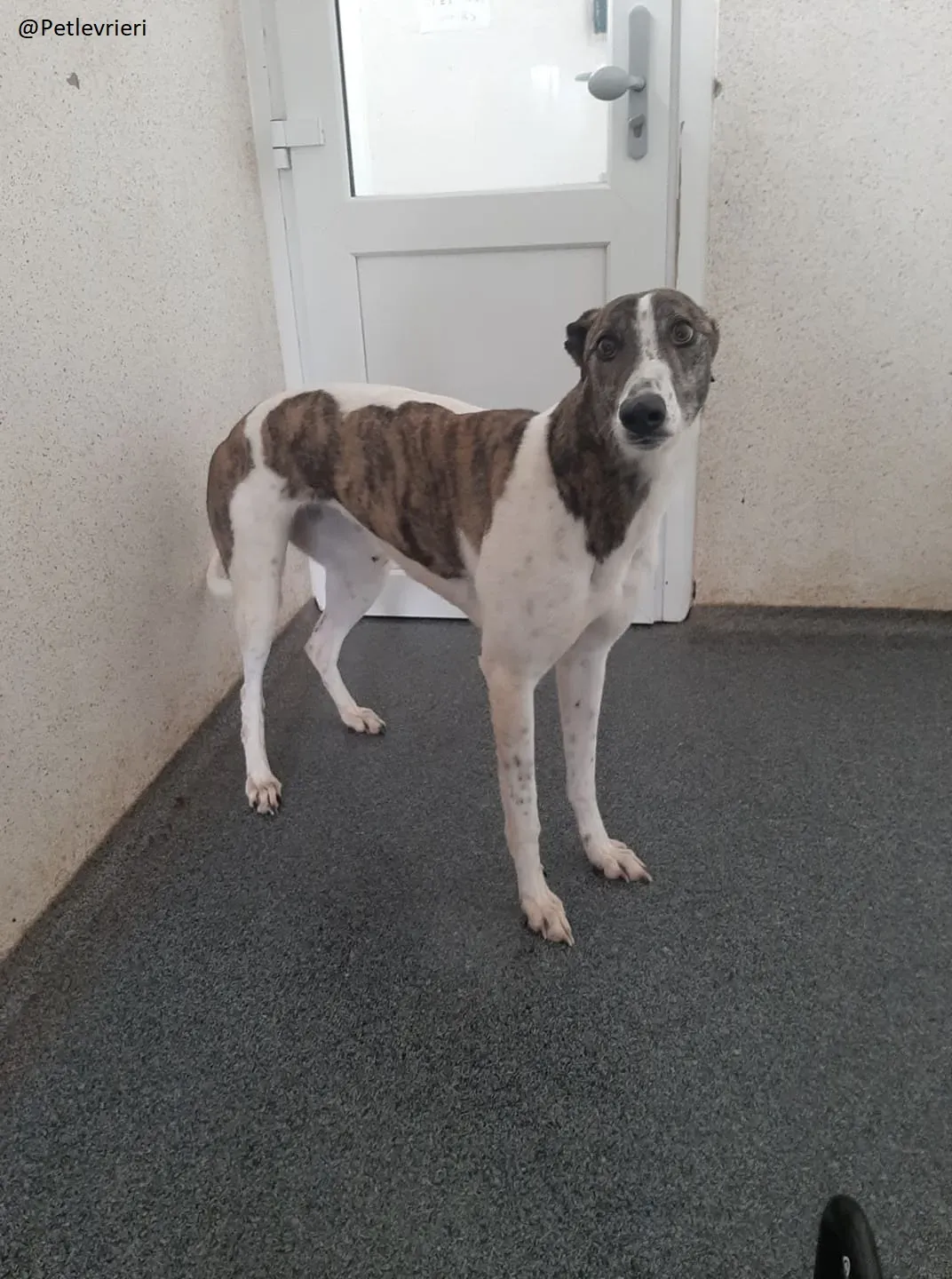 Margot Greyhound Adozione levrieri 2
