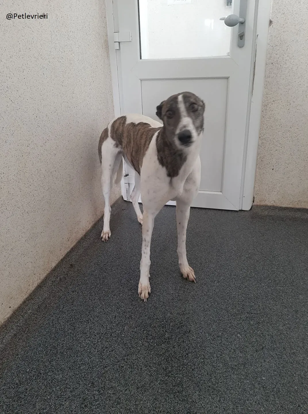 Margot Greyhound Adozione levrieri 3