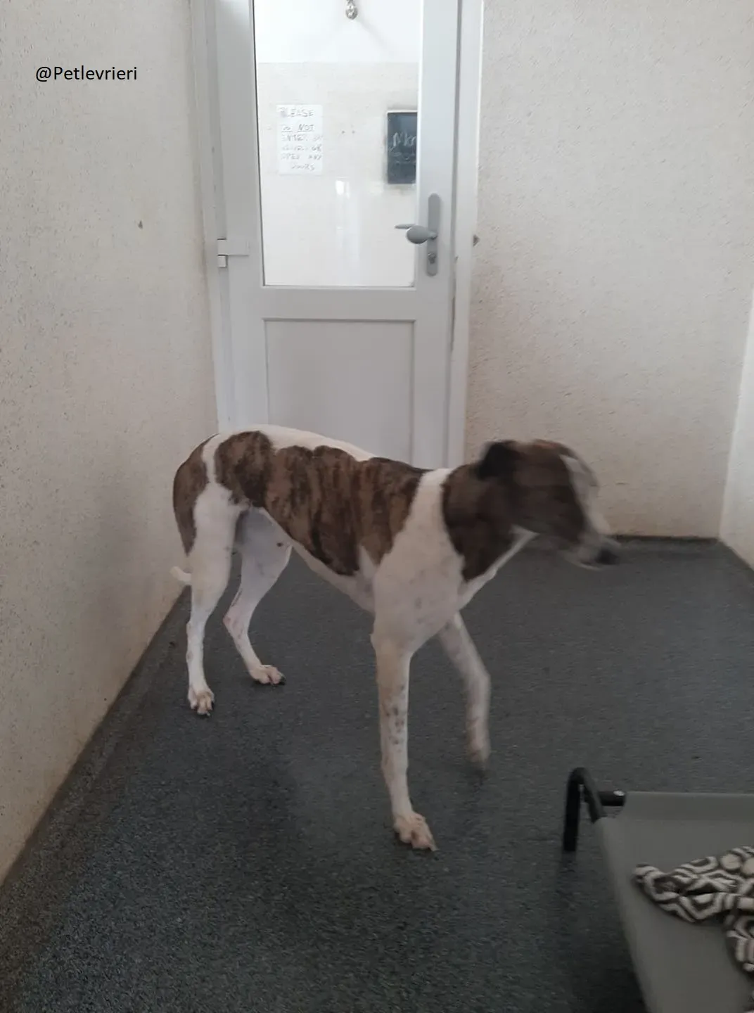 Margot Greyhound Adozione levrieri 4