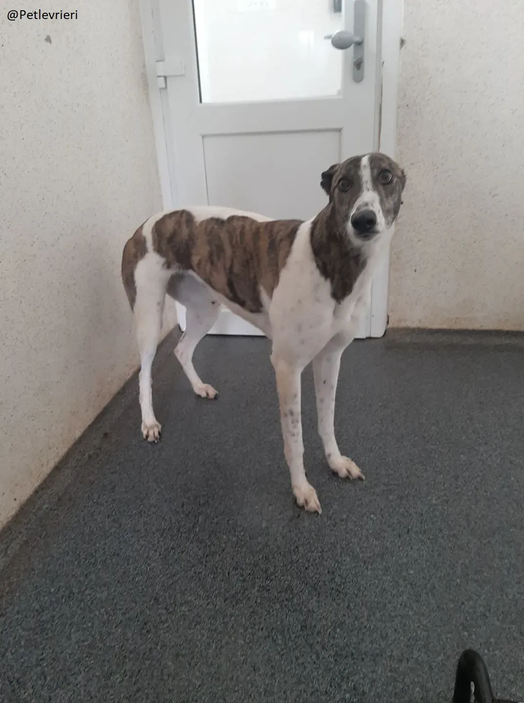 Margot Greyhound Adozione levrieri 6