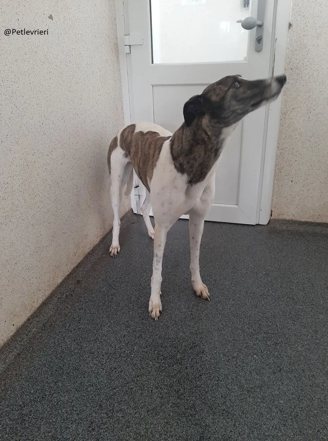Margot Greyhound Adozione levrieri 7