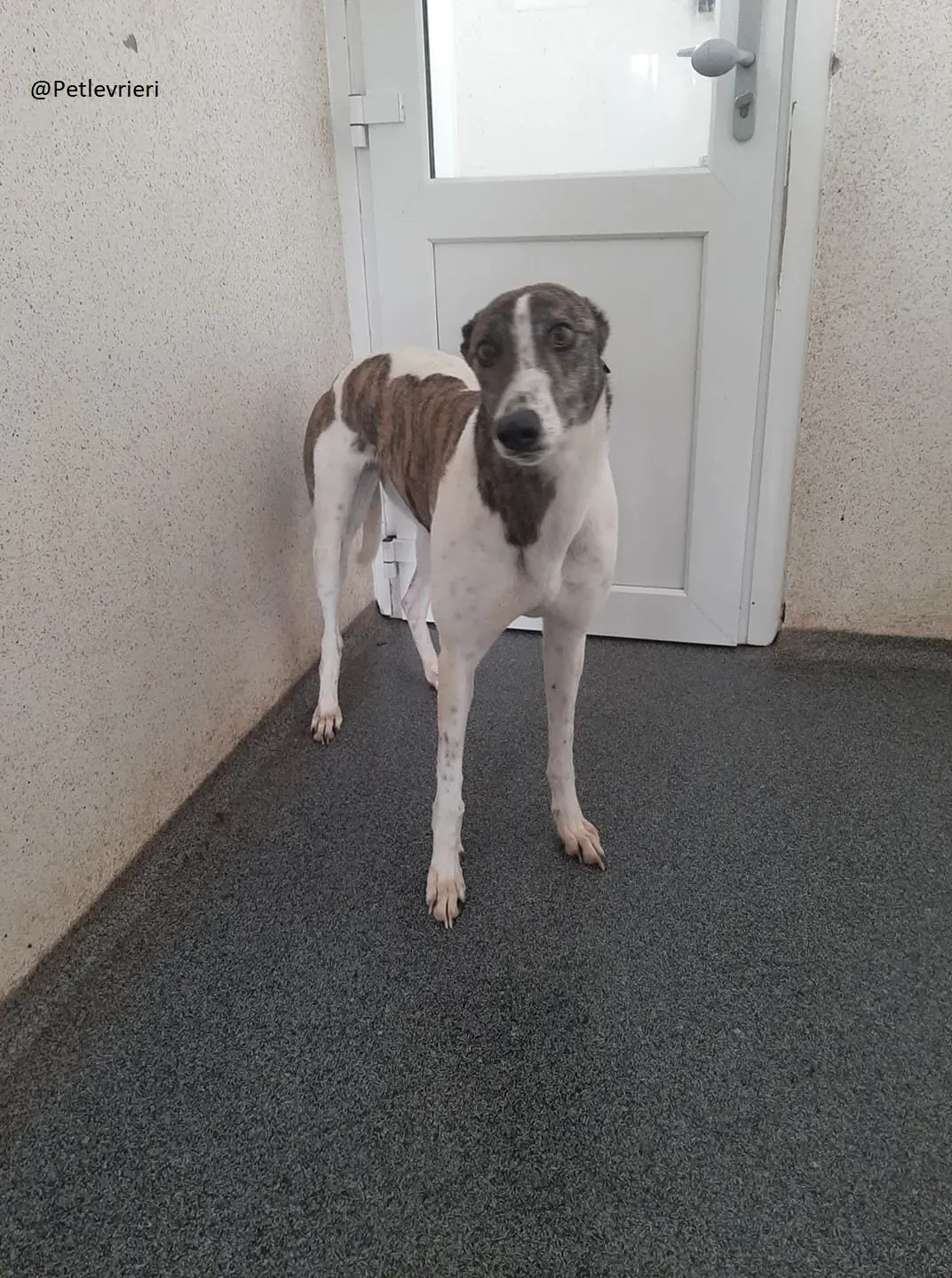 Margot Greyhound Adozione levrieri 8