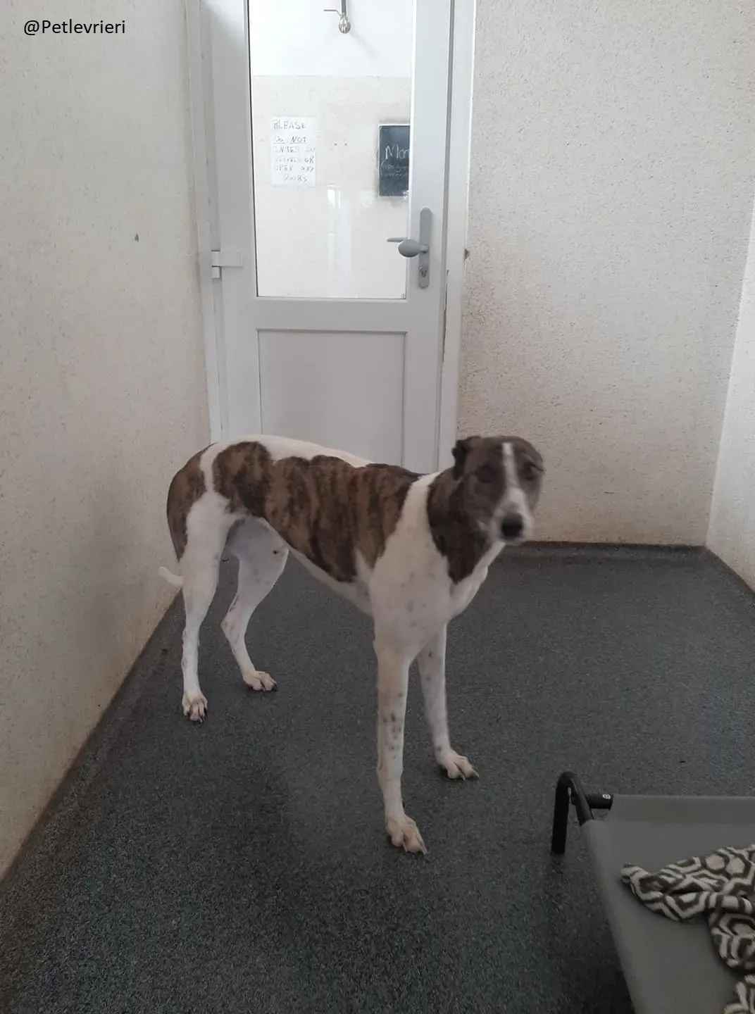 Margot Greyhound Adozione levrieri 9