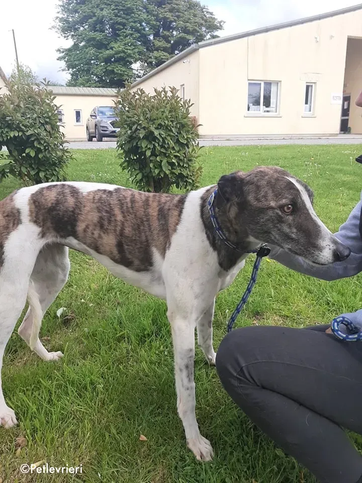 Margot adozione levrieri greyhound 2