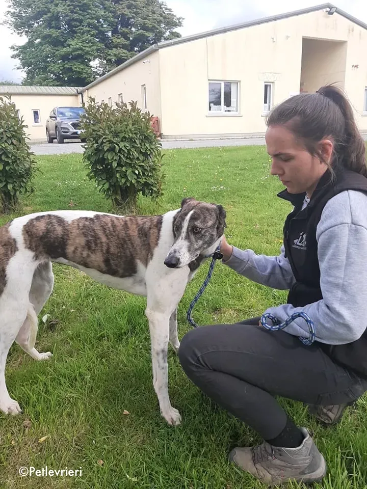 Margot adozione levrieri greyhound 3