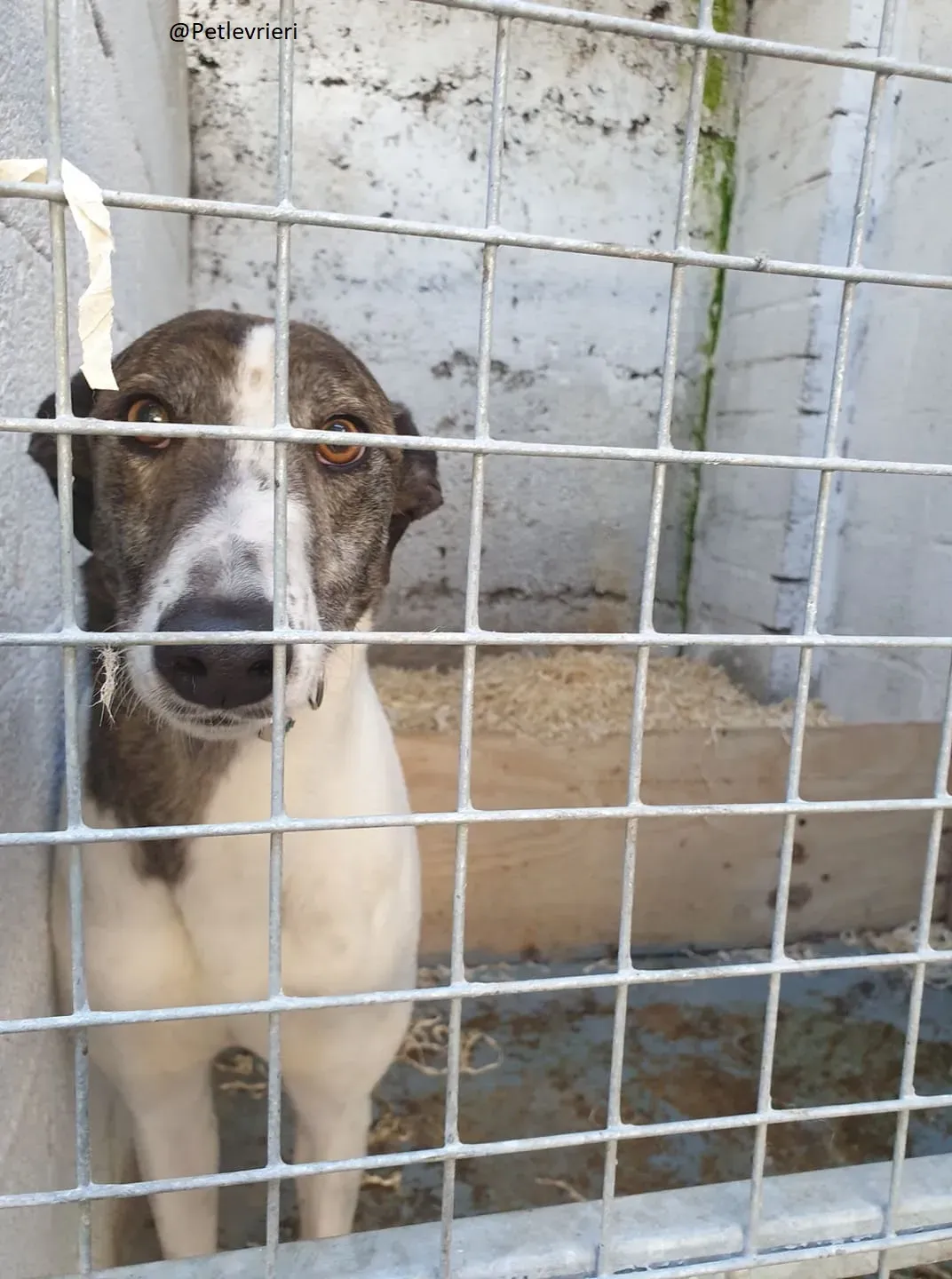 Margot il giorno del salvataggio Greyhound Adozione levrieri 1