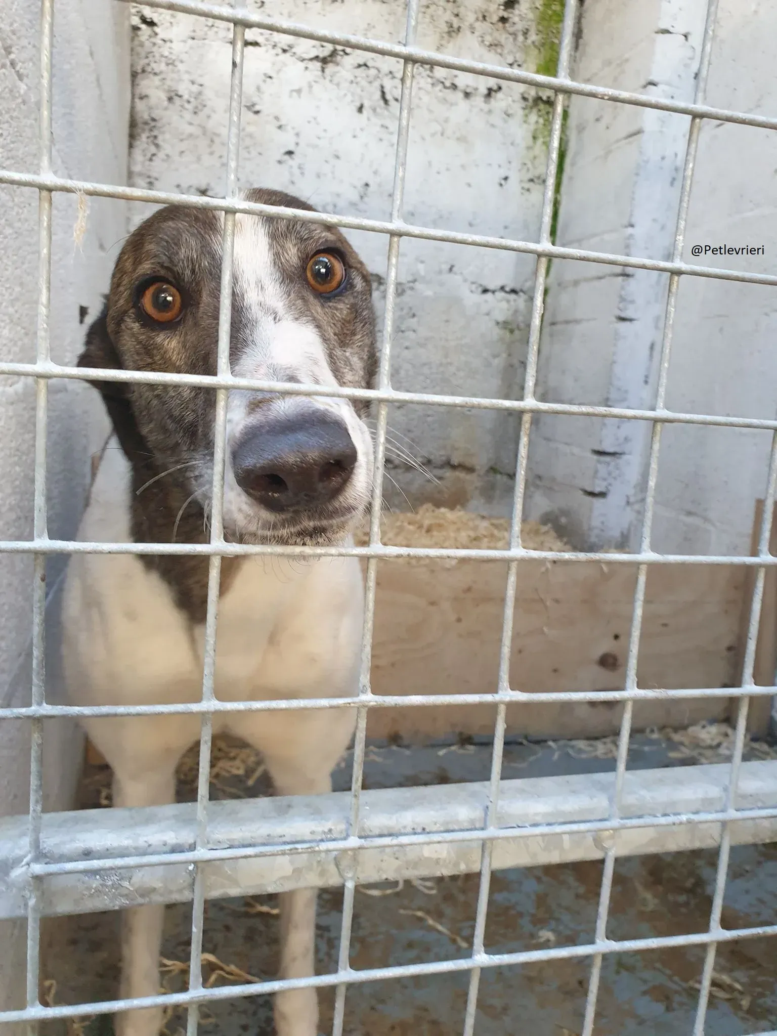 Margot il giorno del salvataggio Greyhound Adozione levrieri 2