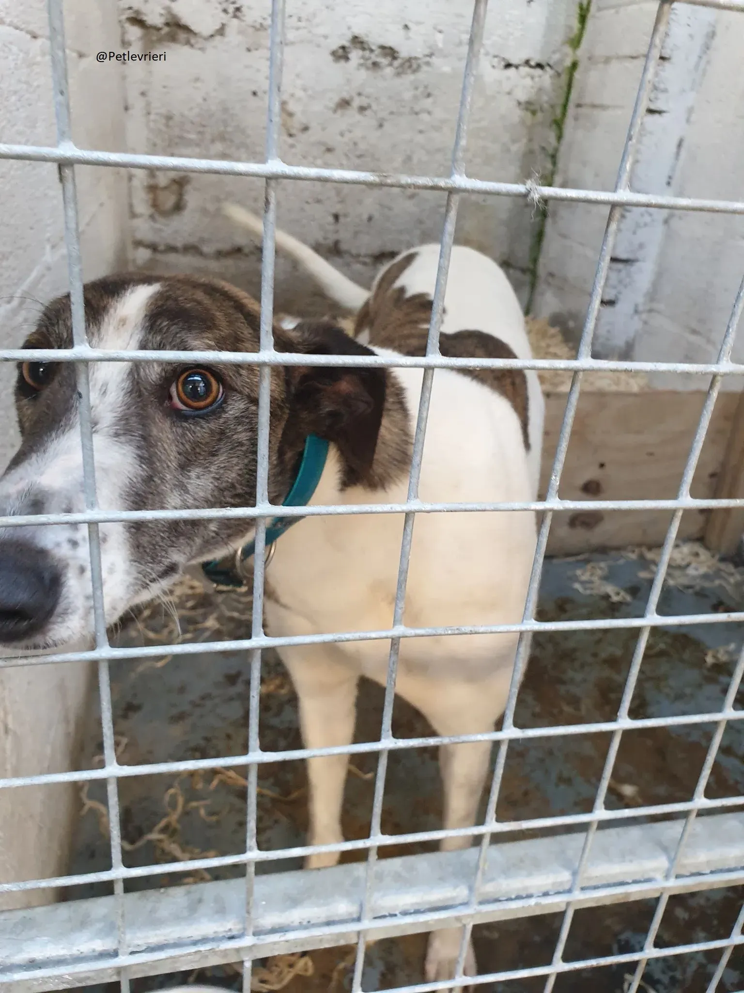 Margot il giorno del salvataggio Greyhound Adozione levrieri 3