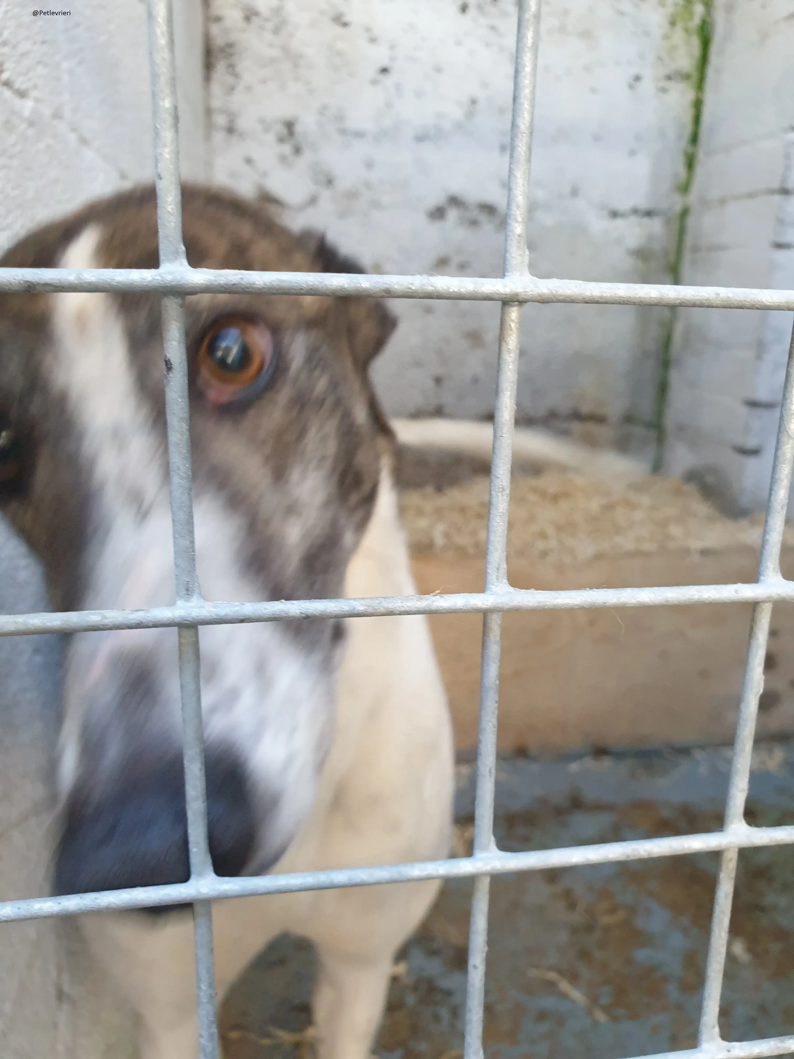 Margot il giorno del salvataggio Greyhound Adozione levrieri 4