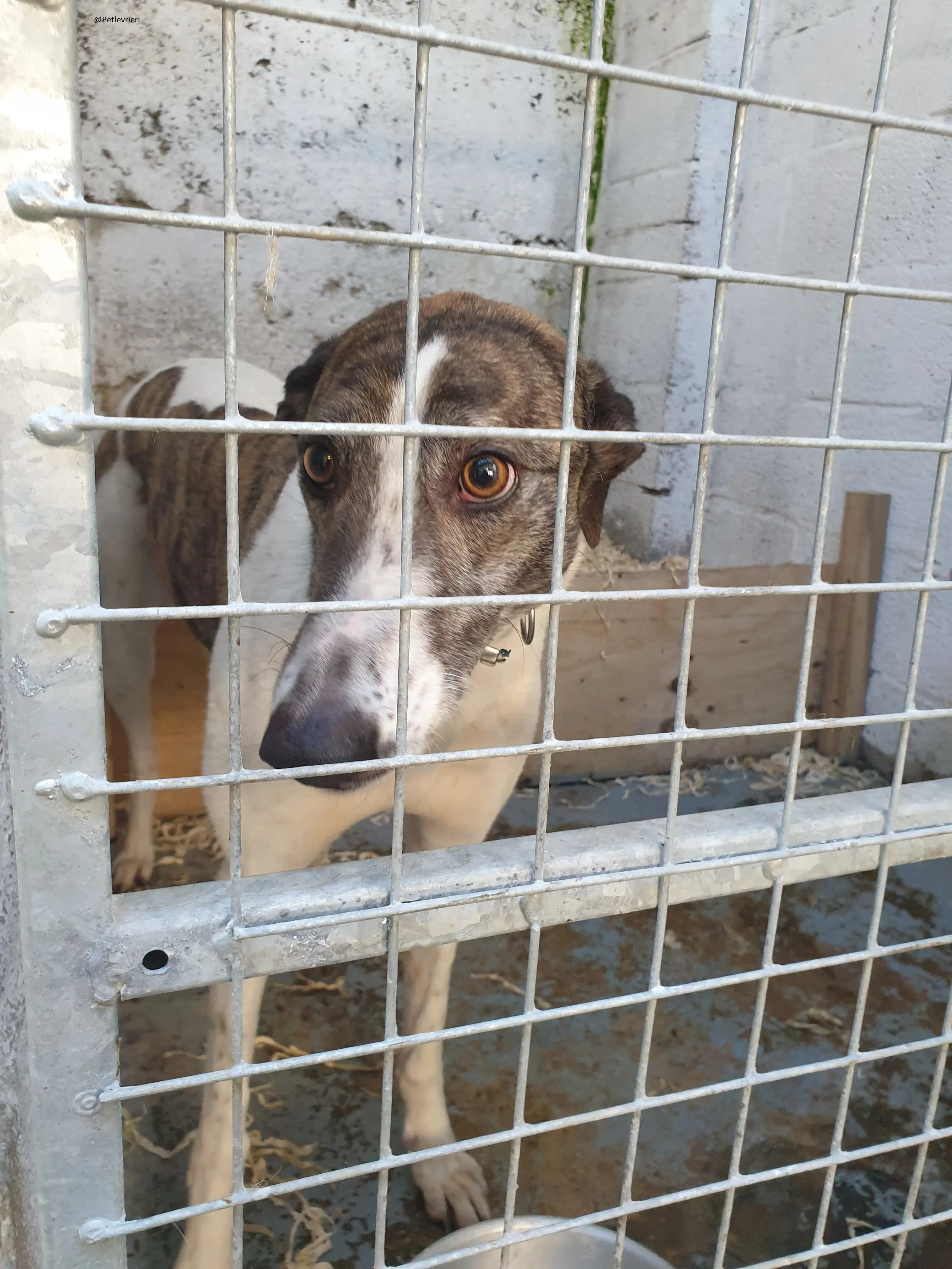 Margot il giorno del salvataggio Greyhound Adozione levrieri 5