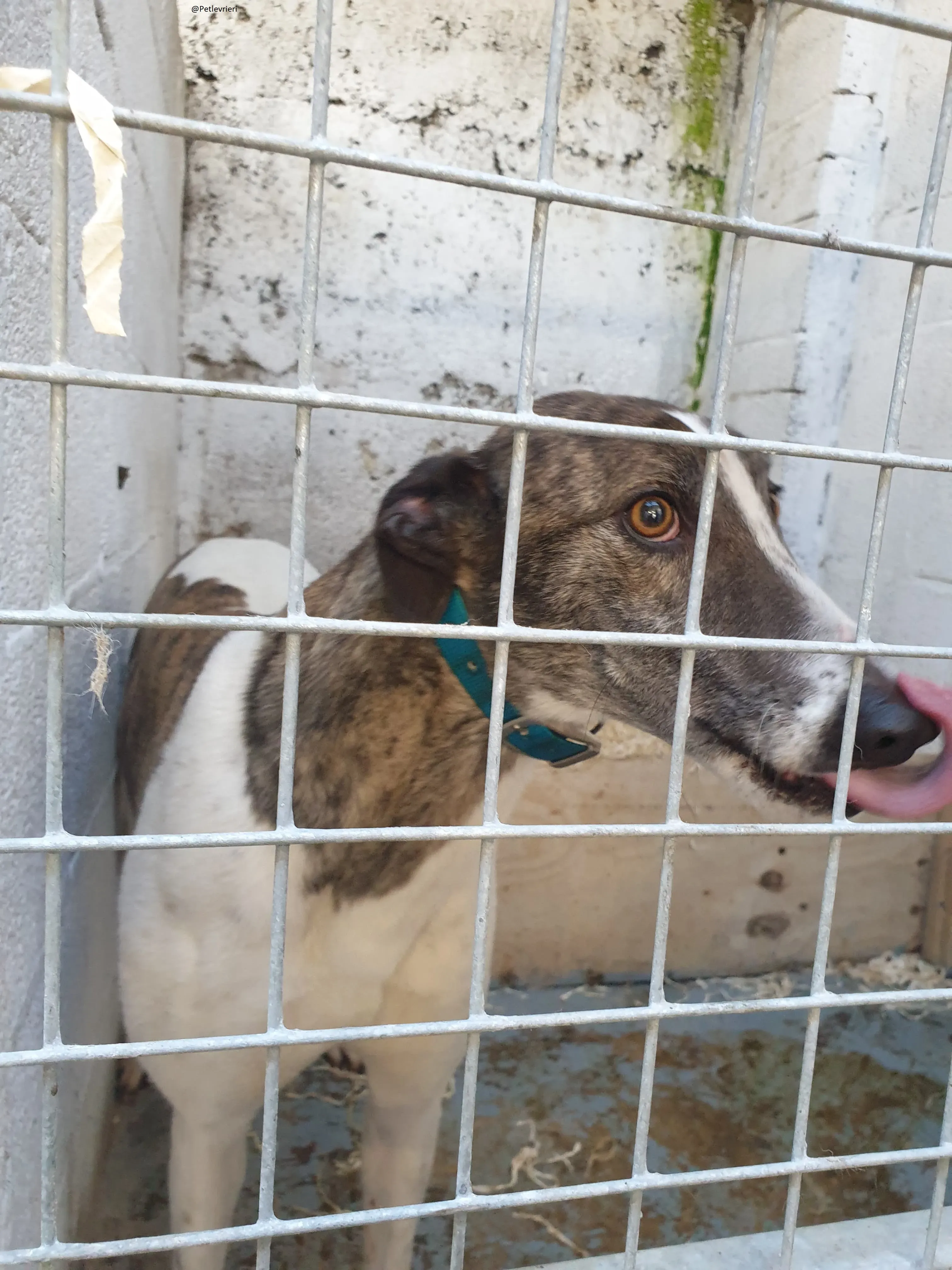 Margot il giorno del salvataggio Greyhound Adozione levrieri 6