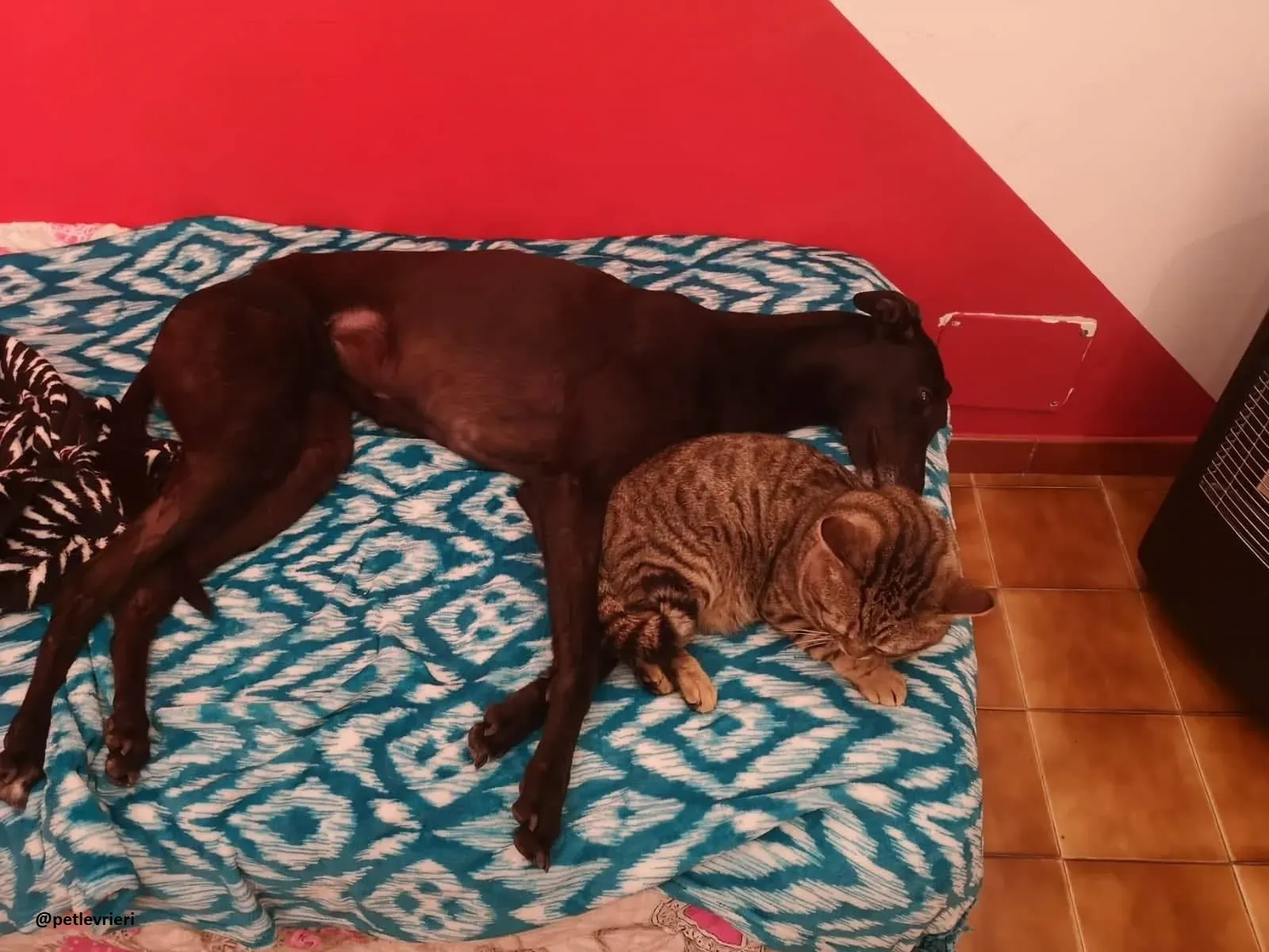 Maria adozione greyhound macao 1 1