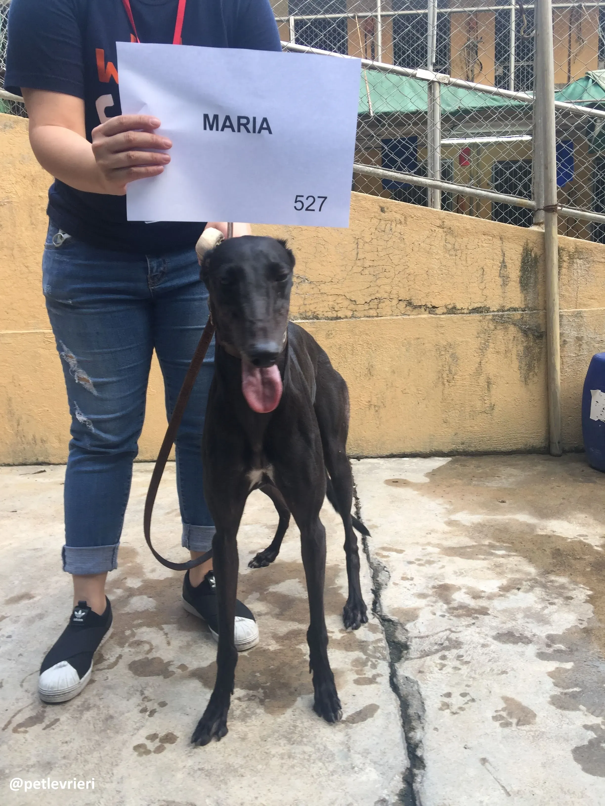 Maria adozione greyhound macao 1