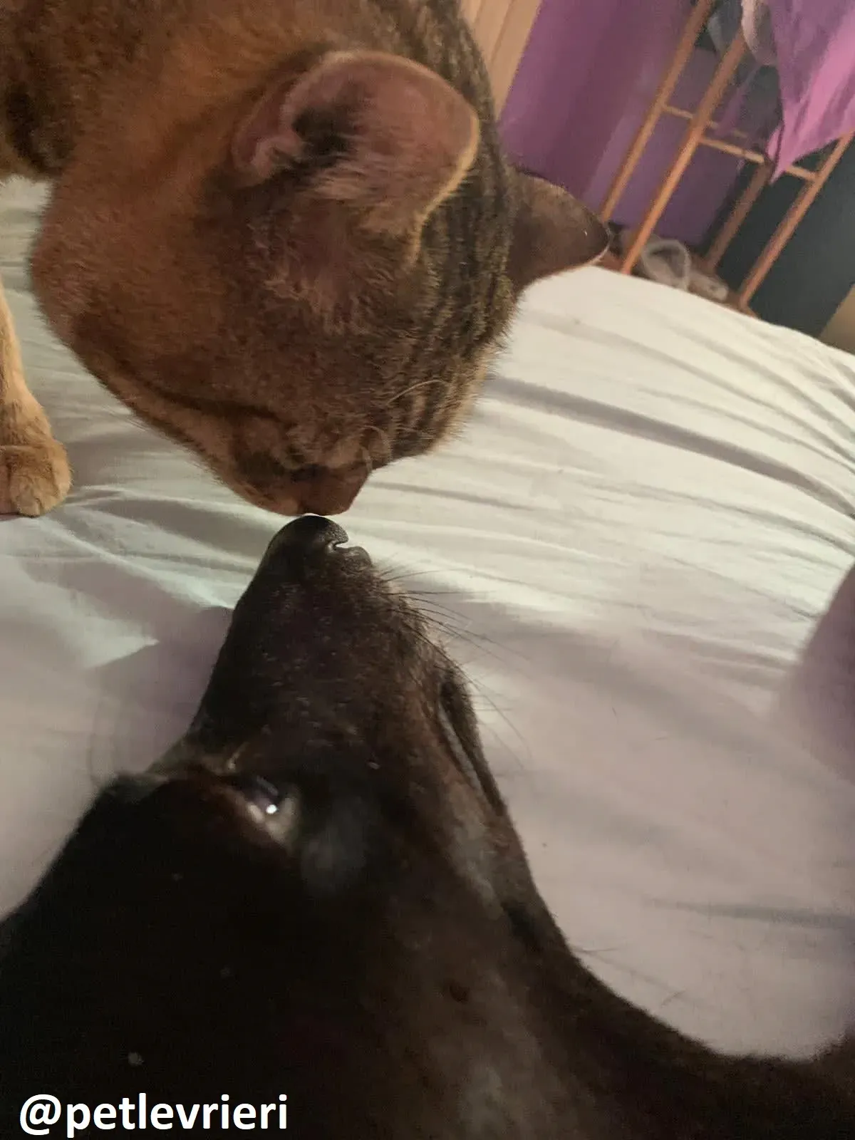 Maria adozione greyhound macao 11