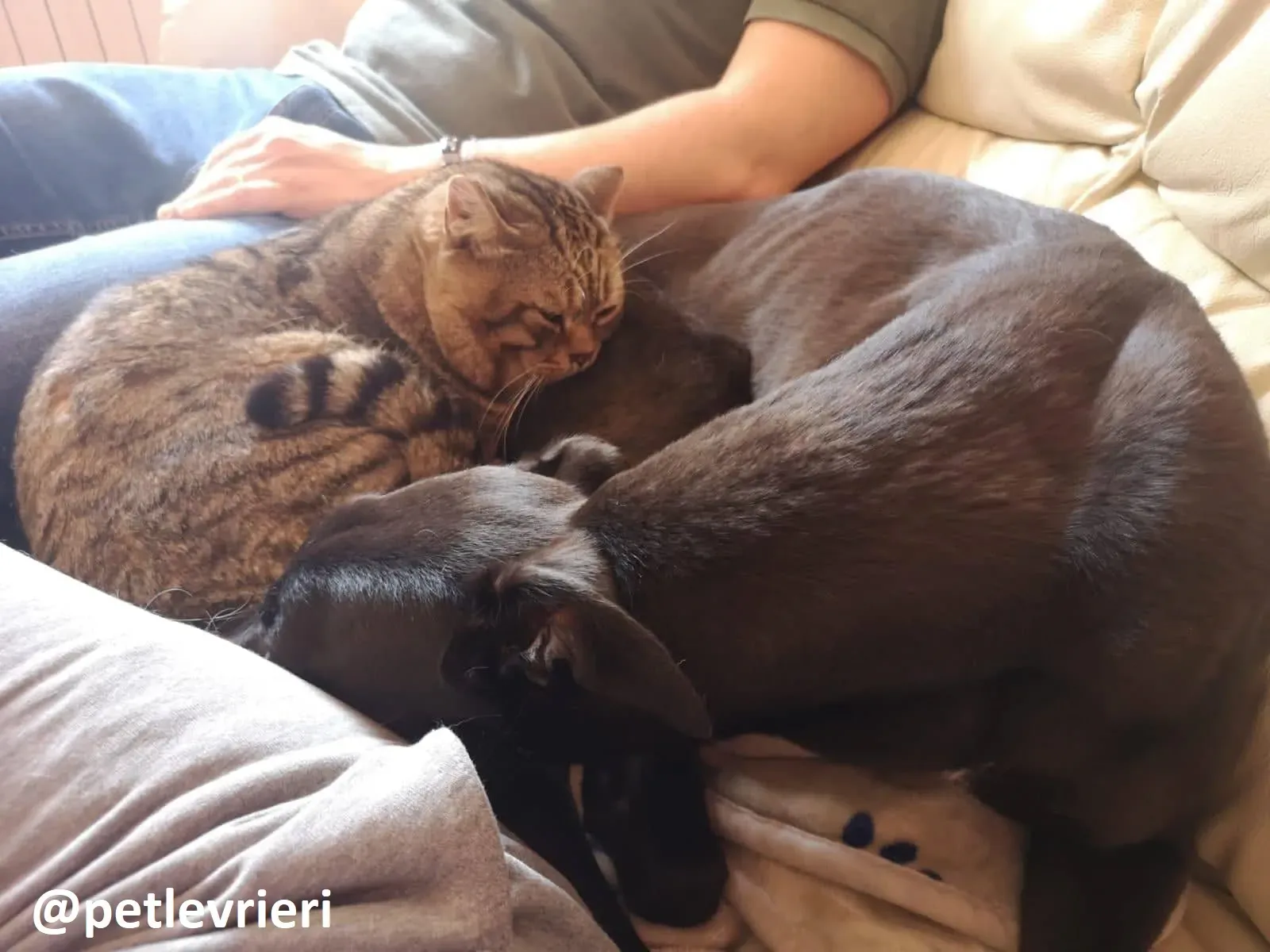 Maria adozione greyhound macao 12