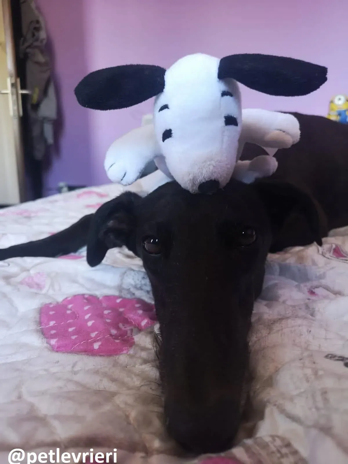 Maria adozione greyhound macao 13