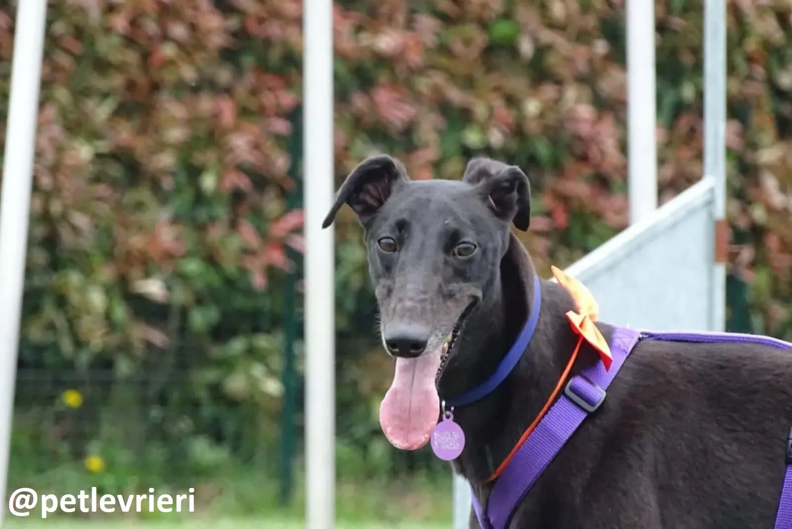 Maria adozione greyhound macao 15