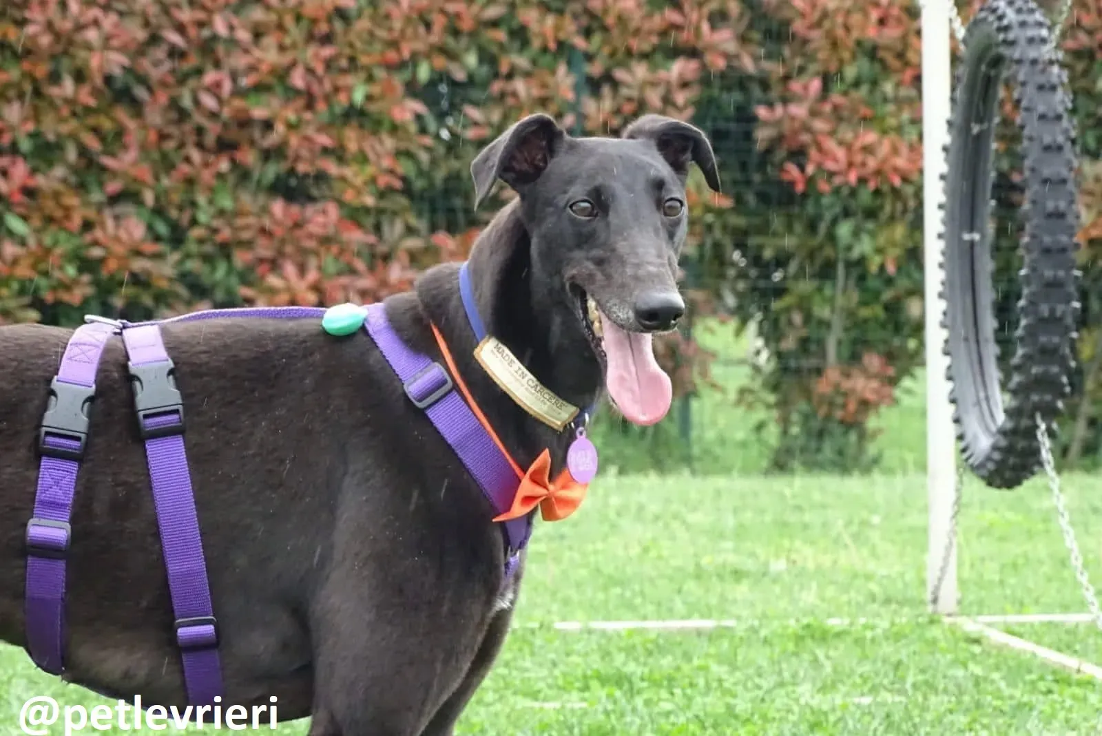 Maria adozione greyhound macao 16