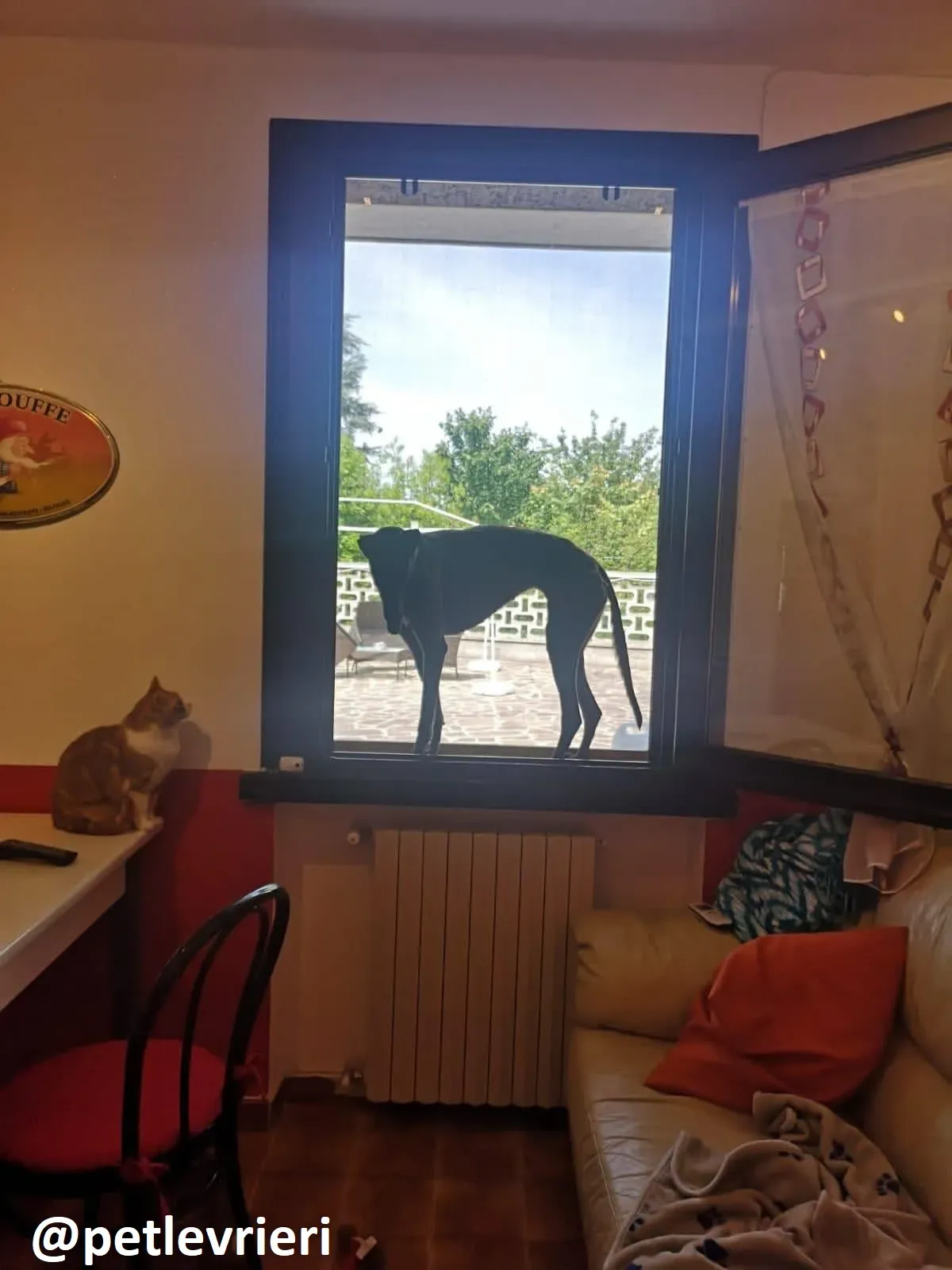 Maria adozione greyhound macao 17