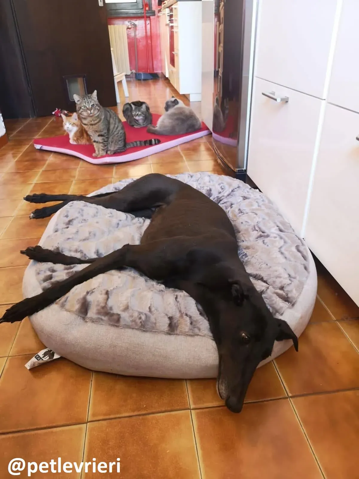 Maria adozione greyhound macao 18