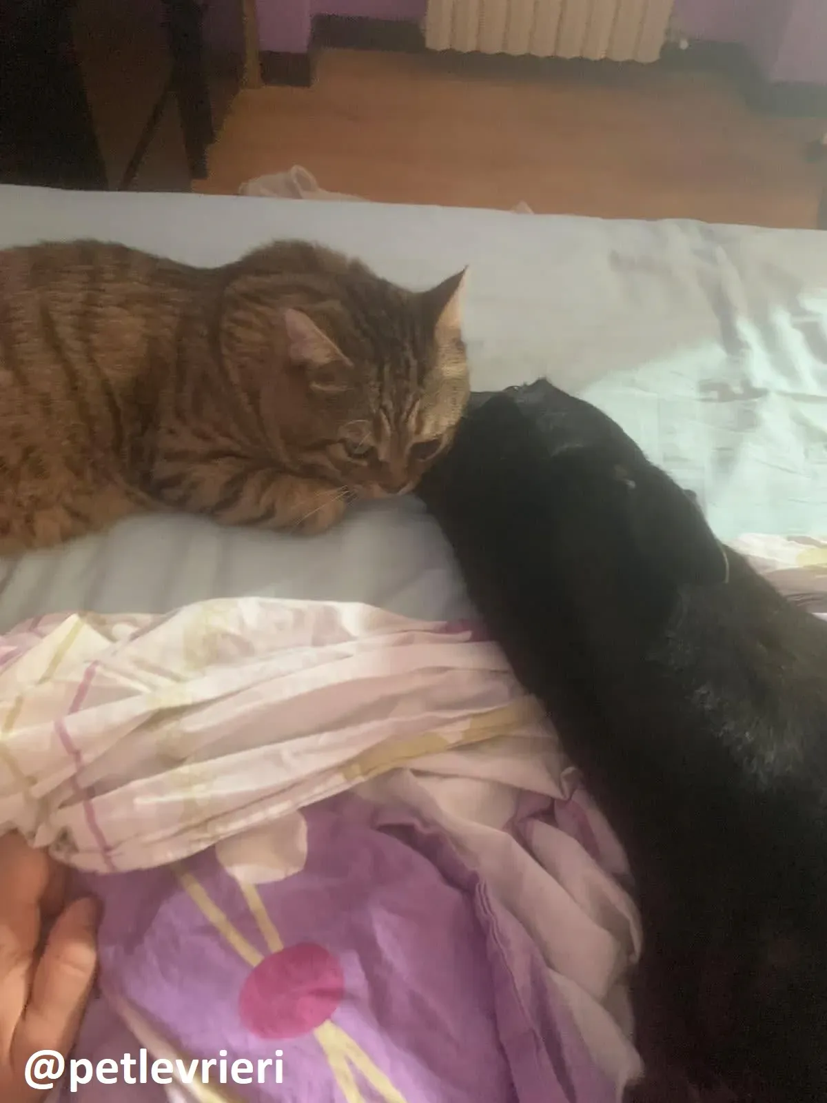 Maria adozione greyhound macao 2 2