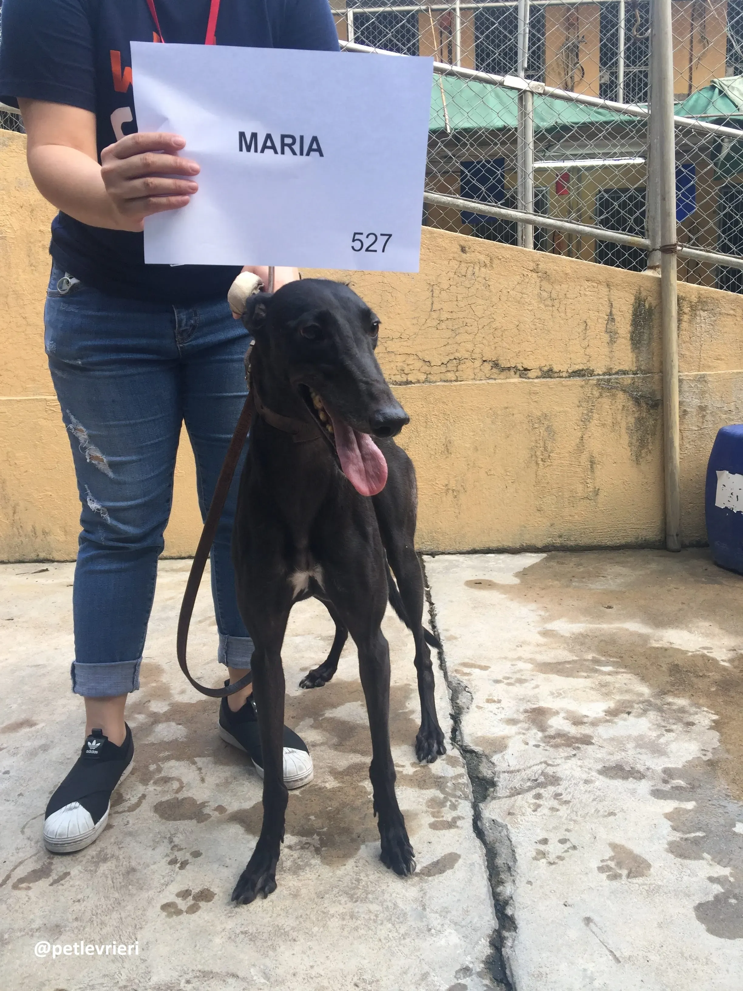 Maria adozione greyhound macao 2