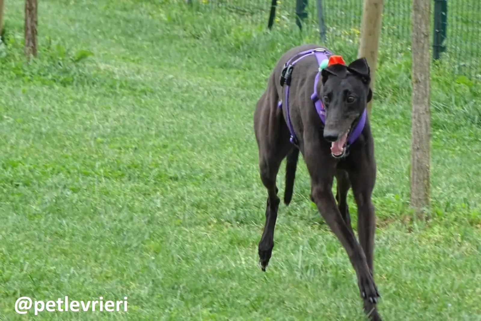 Maria adozione greyhound macao 20