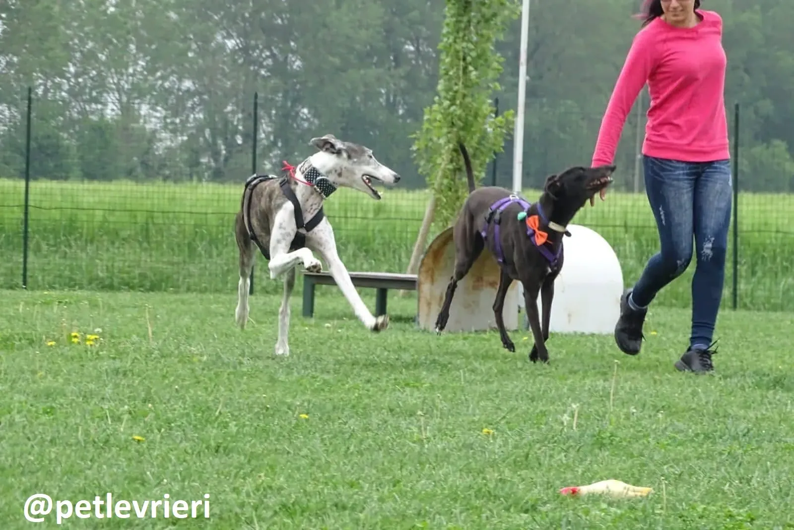 Maria adozione greyhound macao 21