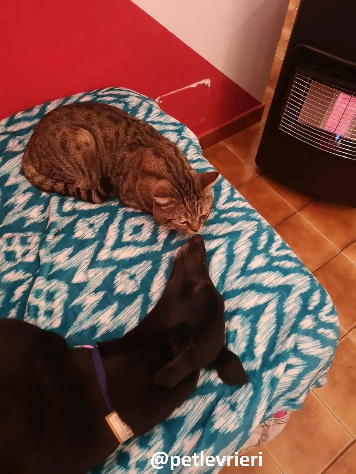 Maria adozione greyhound macao 22