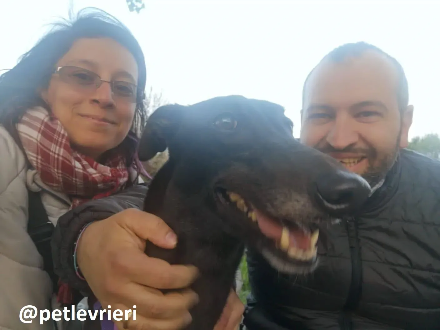 Maria adozione greyhound macao 24