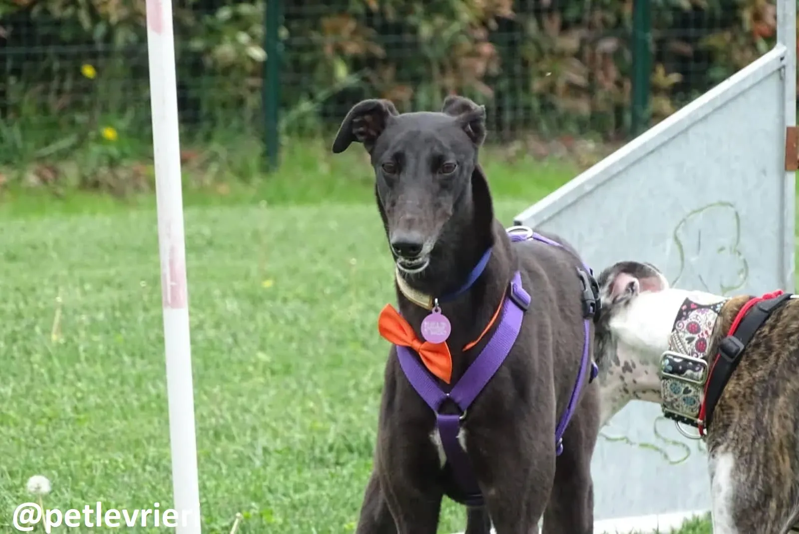 Maria adozione greyhound macao 26