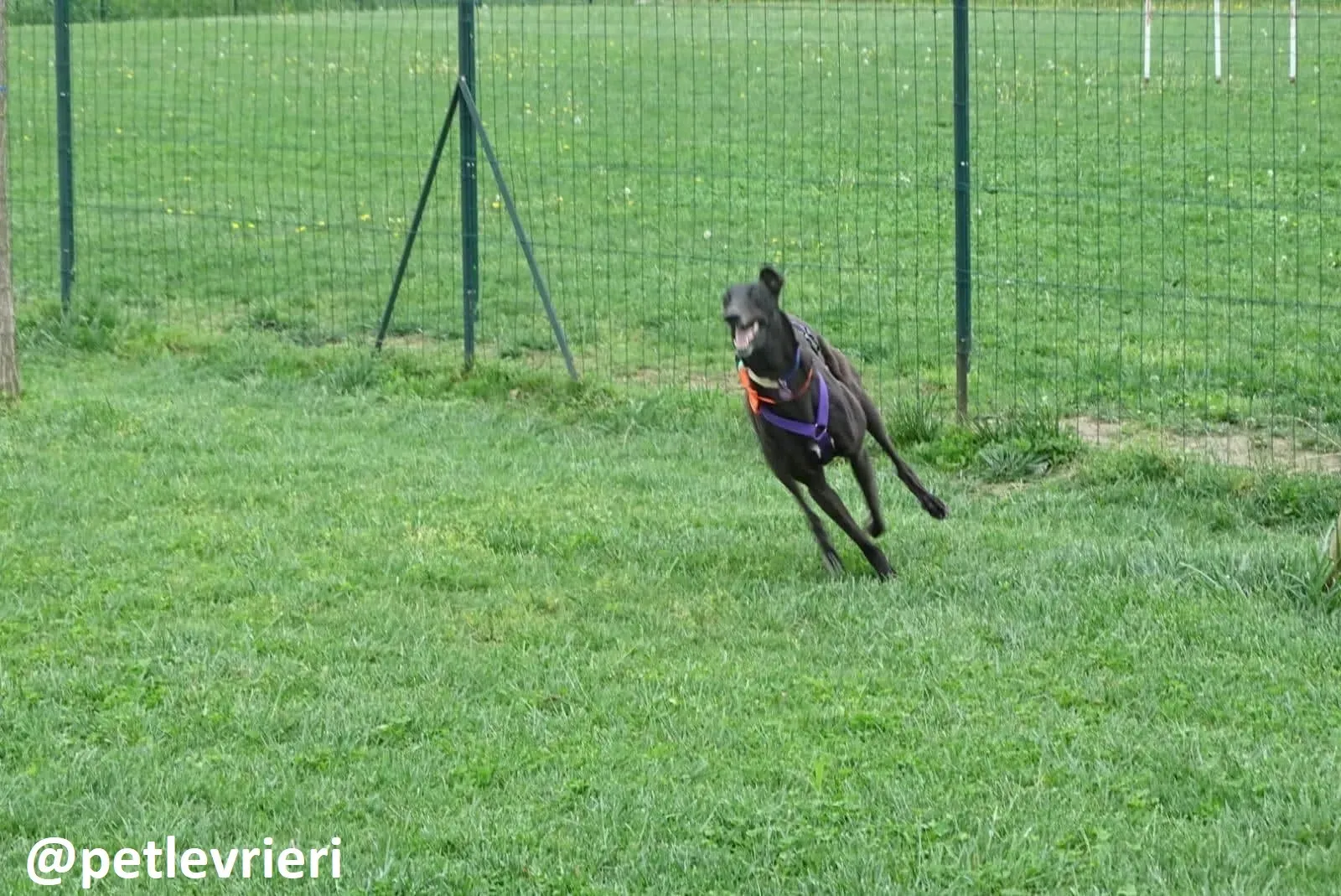 Maria adozione greyhound macao 27