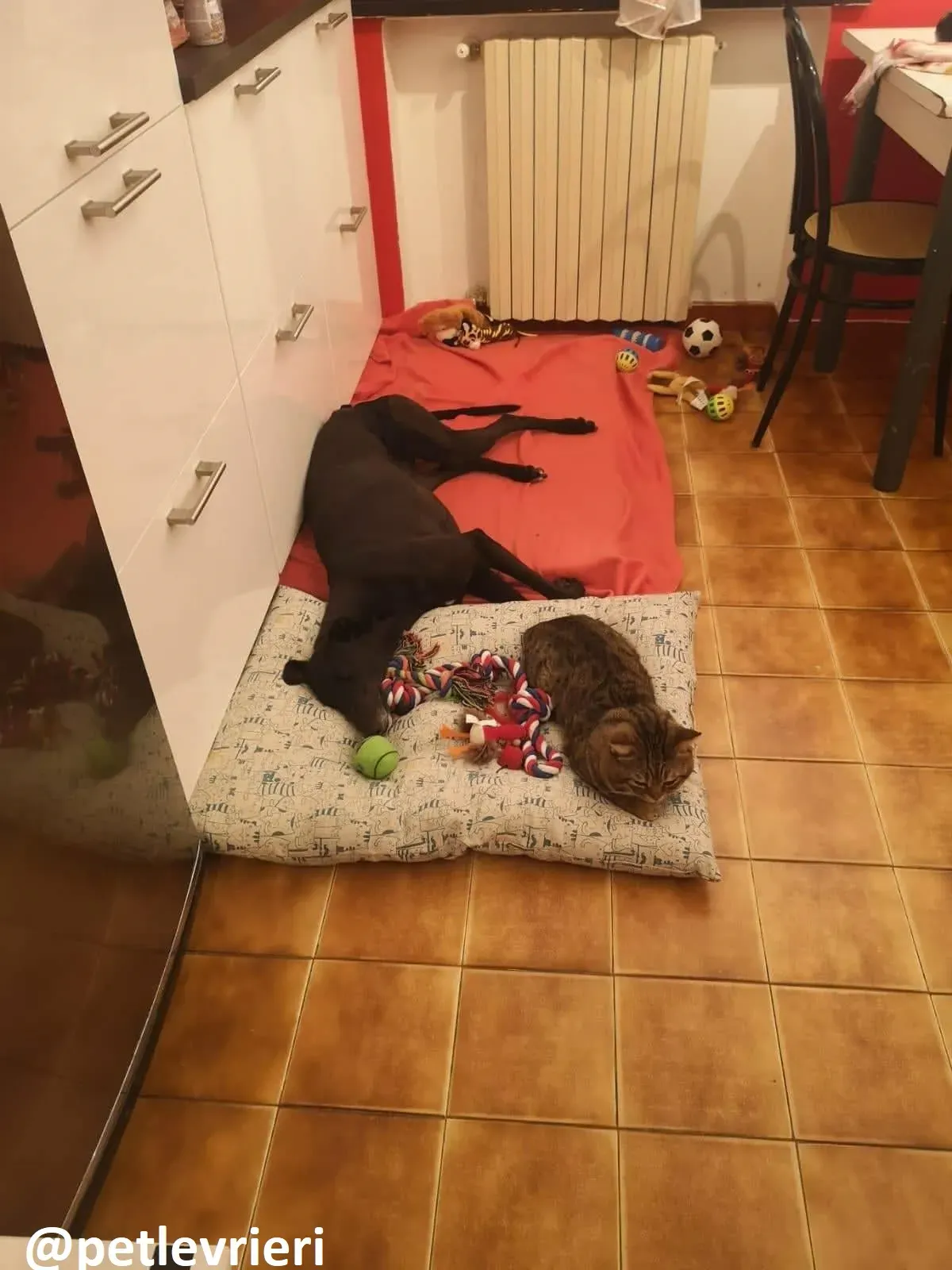 Maria adozione greyhound macao 28