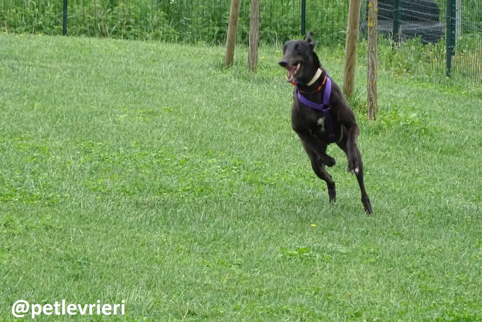 Maria adozione greyhound macao 3 2