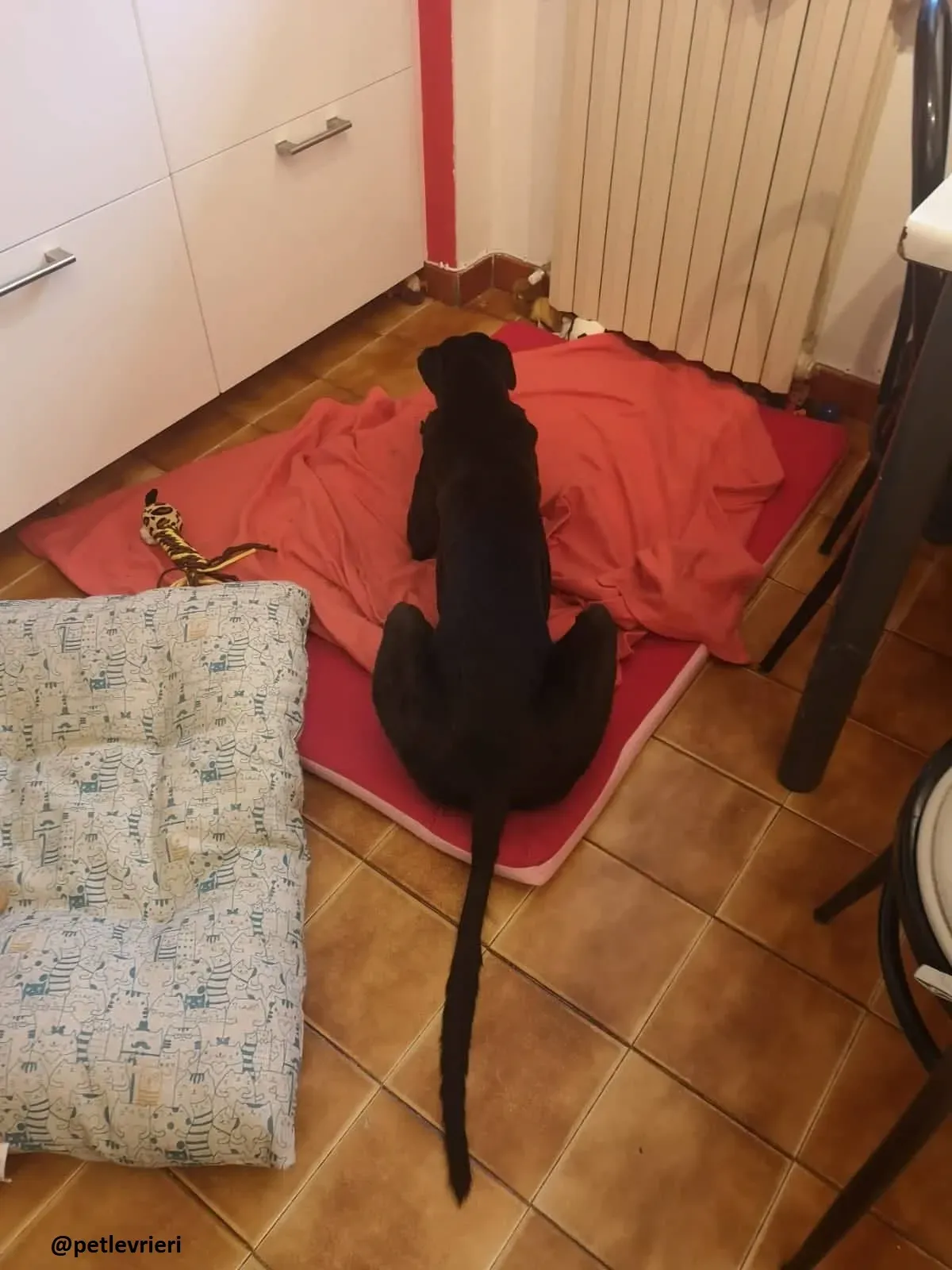 Maria adozione greyhound macao 4 1