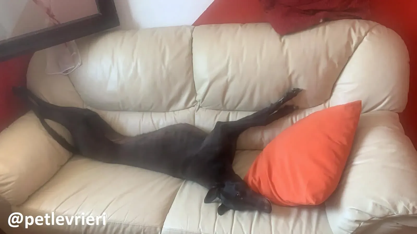 Maria adozione greyhound macao 4 2