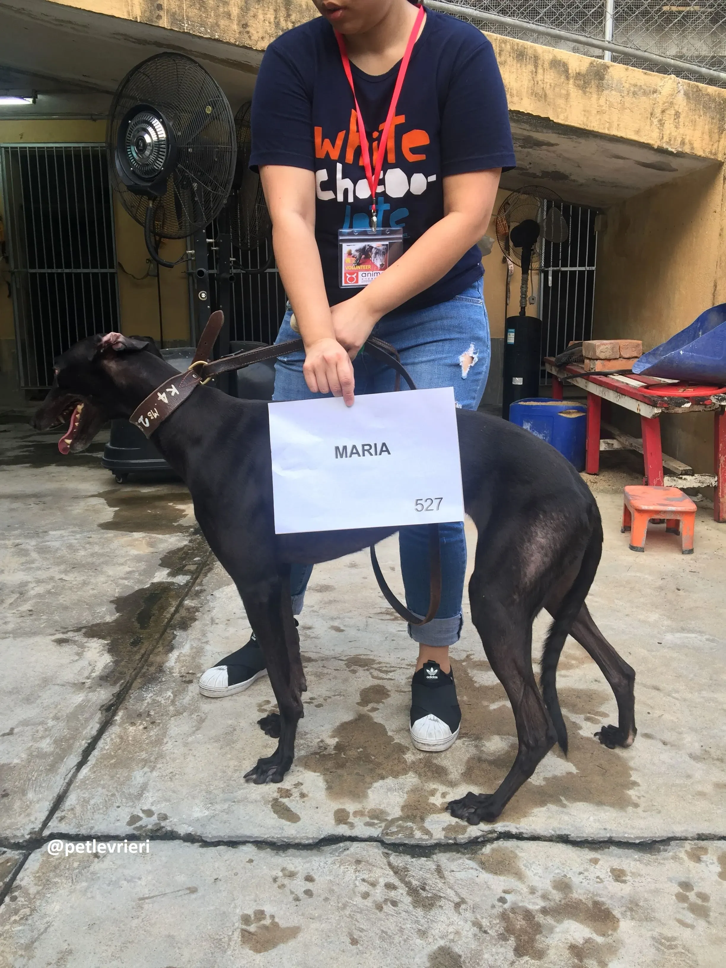 Maria adozione greyhound macao 4