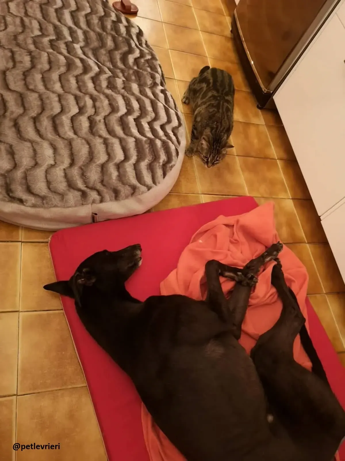 Maria adozione greyhound macao 5 1