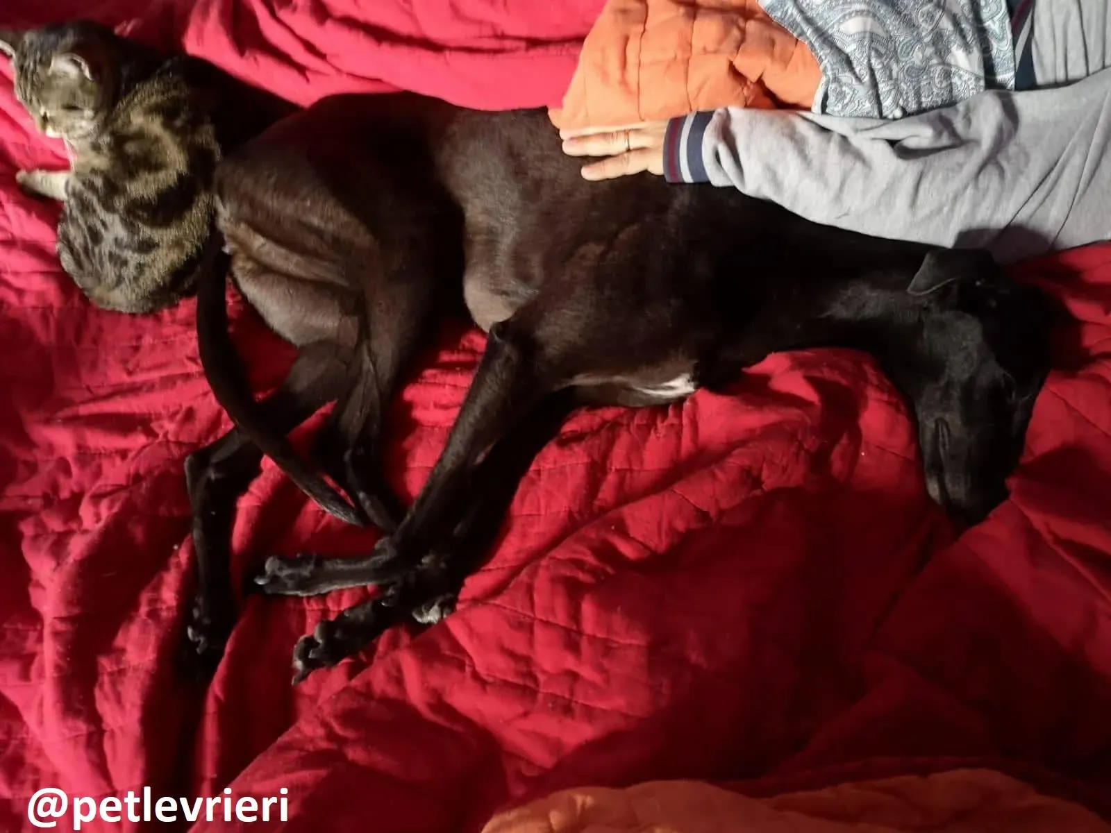 Maria adozione greyhound macao 5 2