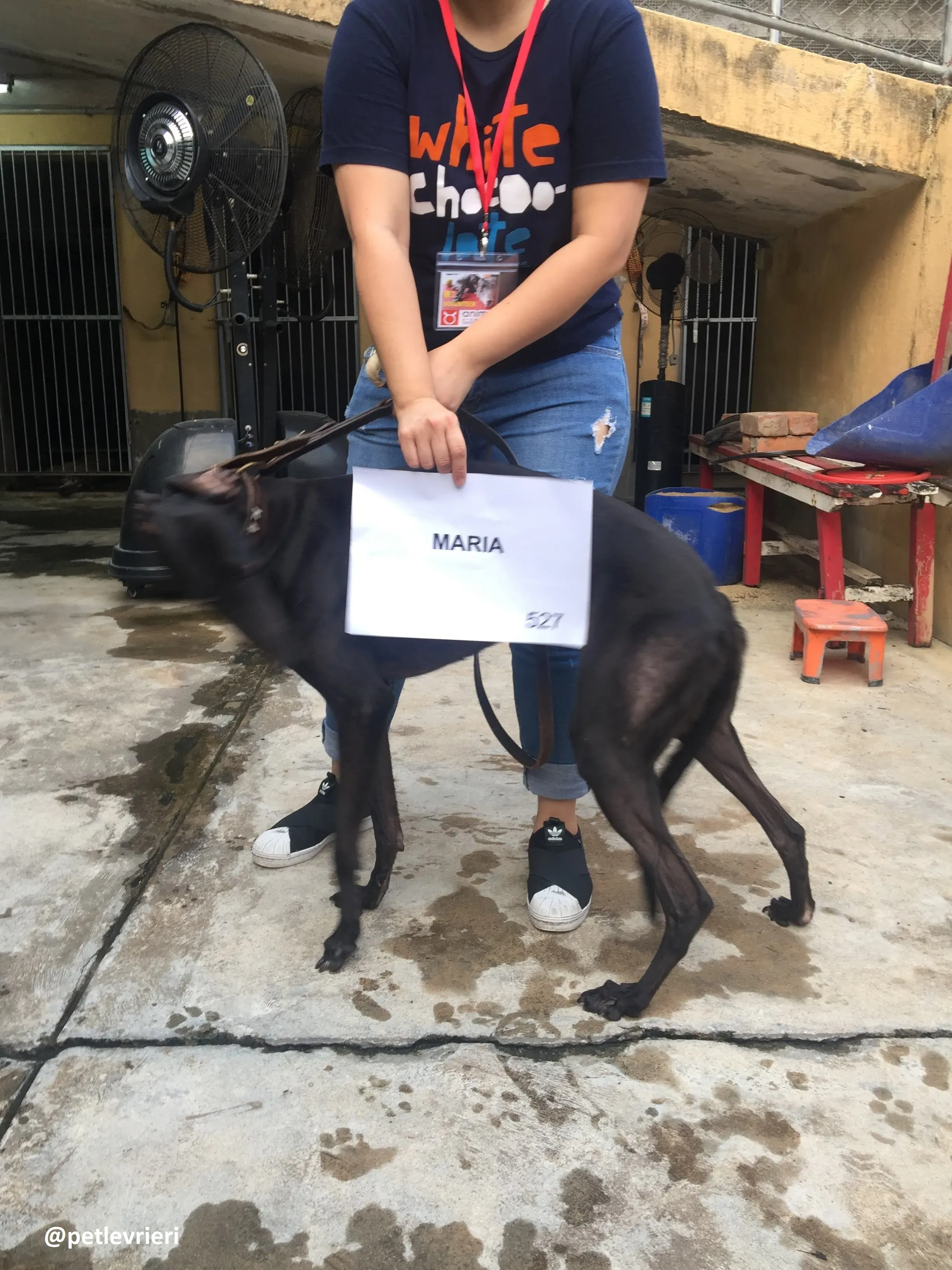 Maria adozione greyhound macao 5